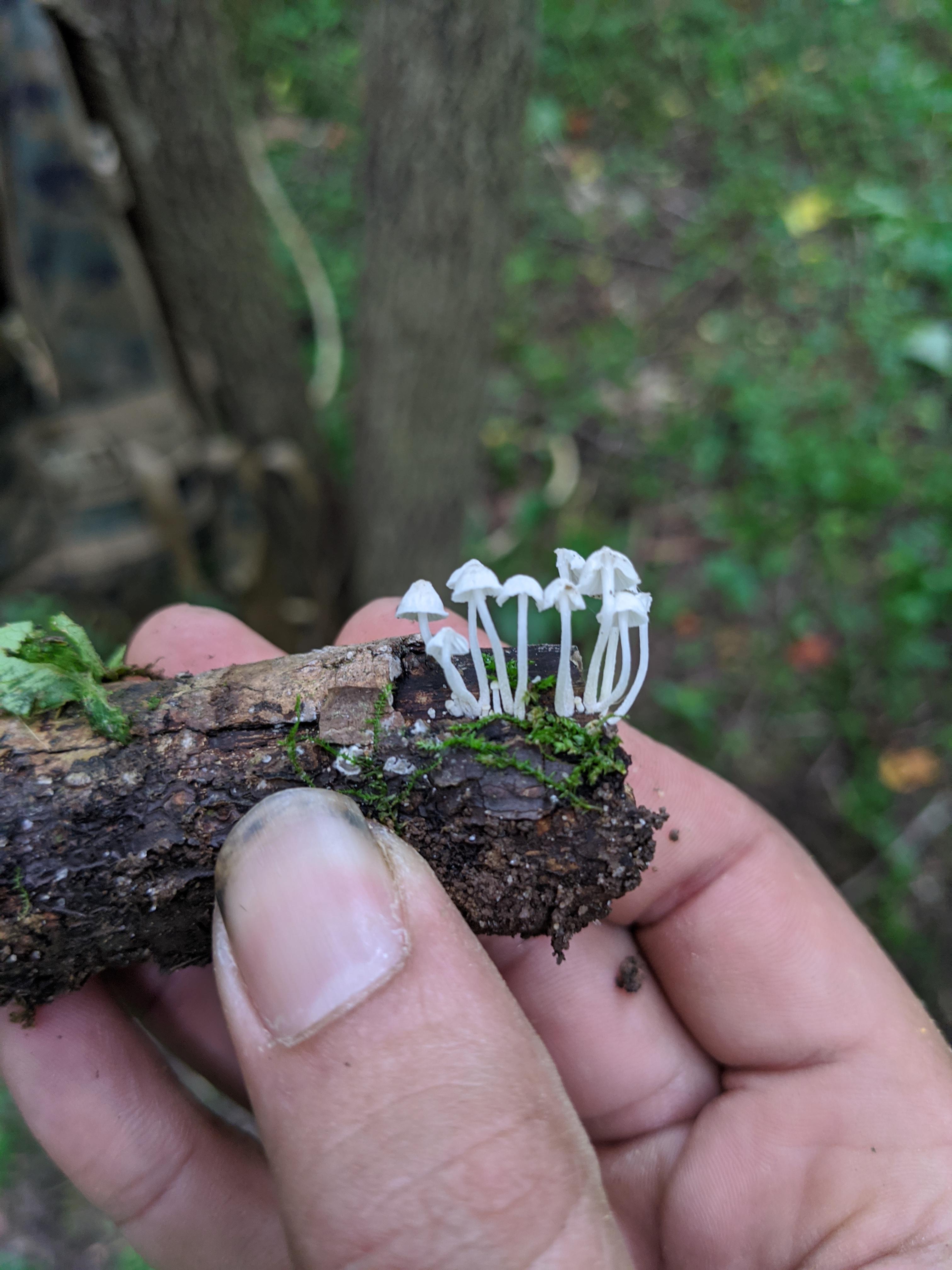 The Tiniest Mushrooms In The World Anybody Know What Kind They Are   The Tiniest Mushrooms In The World Anybody Know E6e2qnqp86 