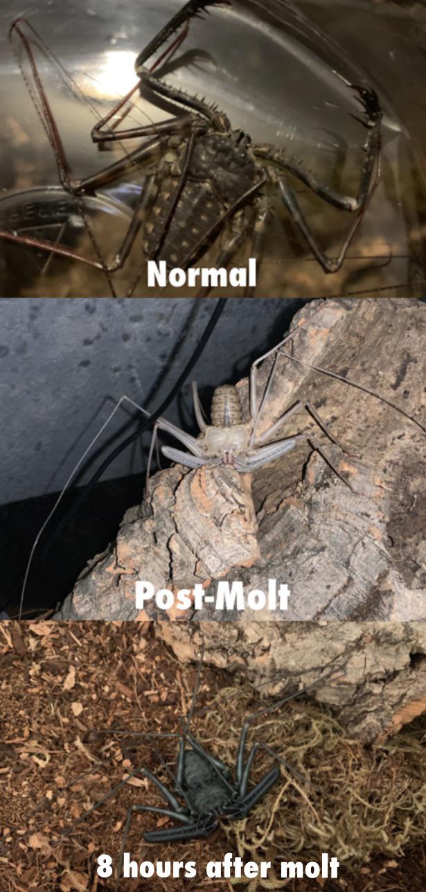 The various colors my Amblypygid goes through during a molt | Scrolller