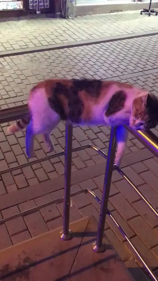There's physics and there's cat physics