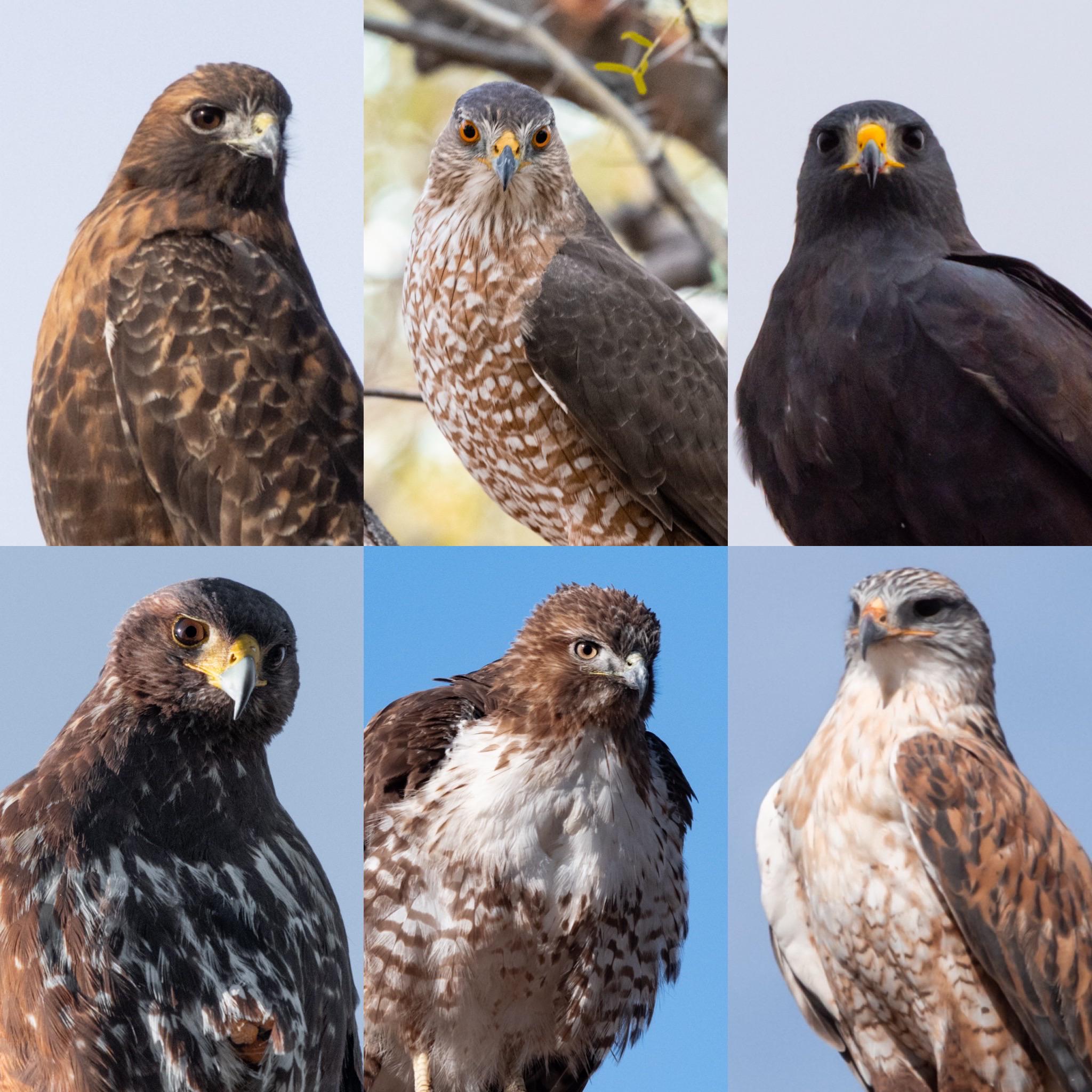 Pa Raptor Identification Thinking about making a Raptor identification digital book for free ...