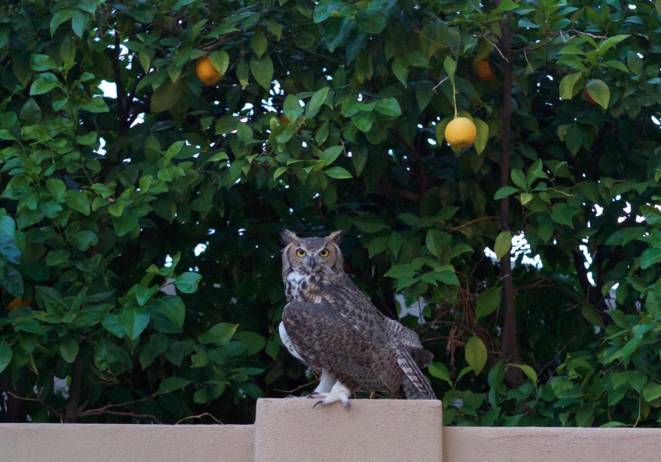 This explains the decapitated rabbit in my yard | Scrolller