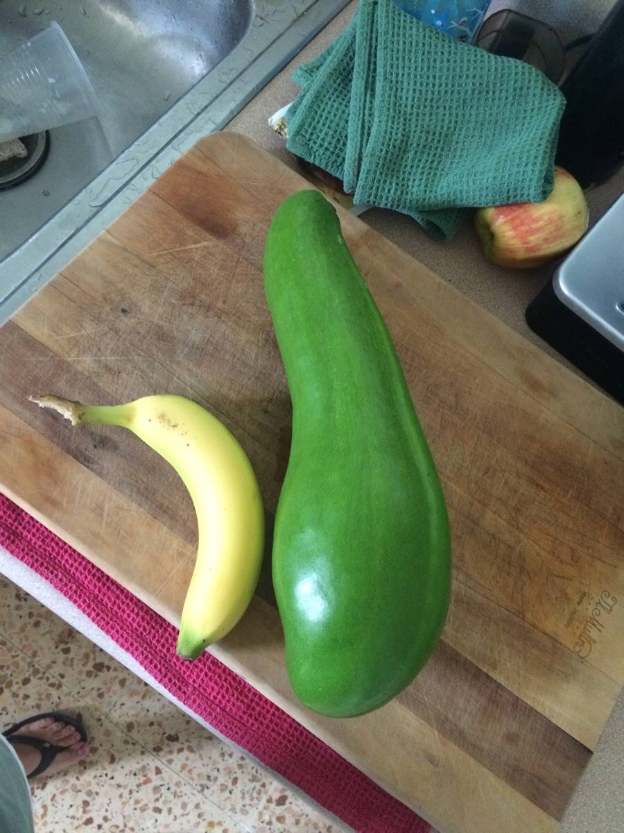 This is how we grow avocados in Puerto Rico. Banana for scale. Scrolller