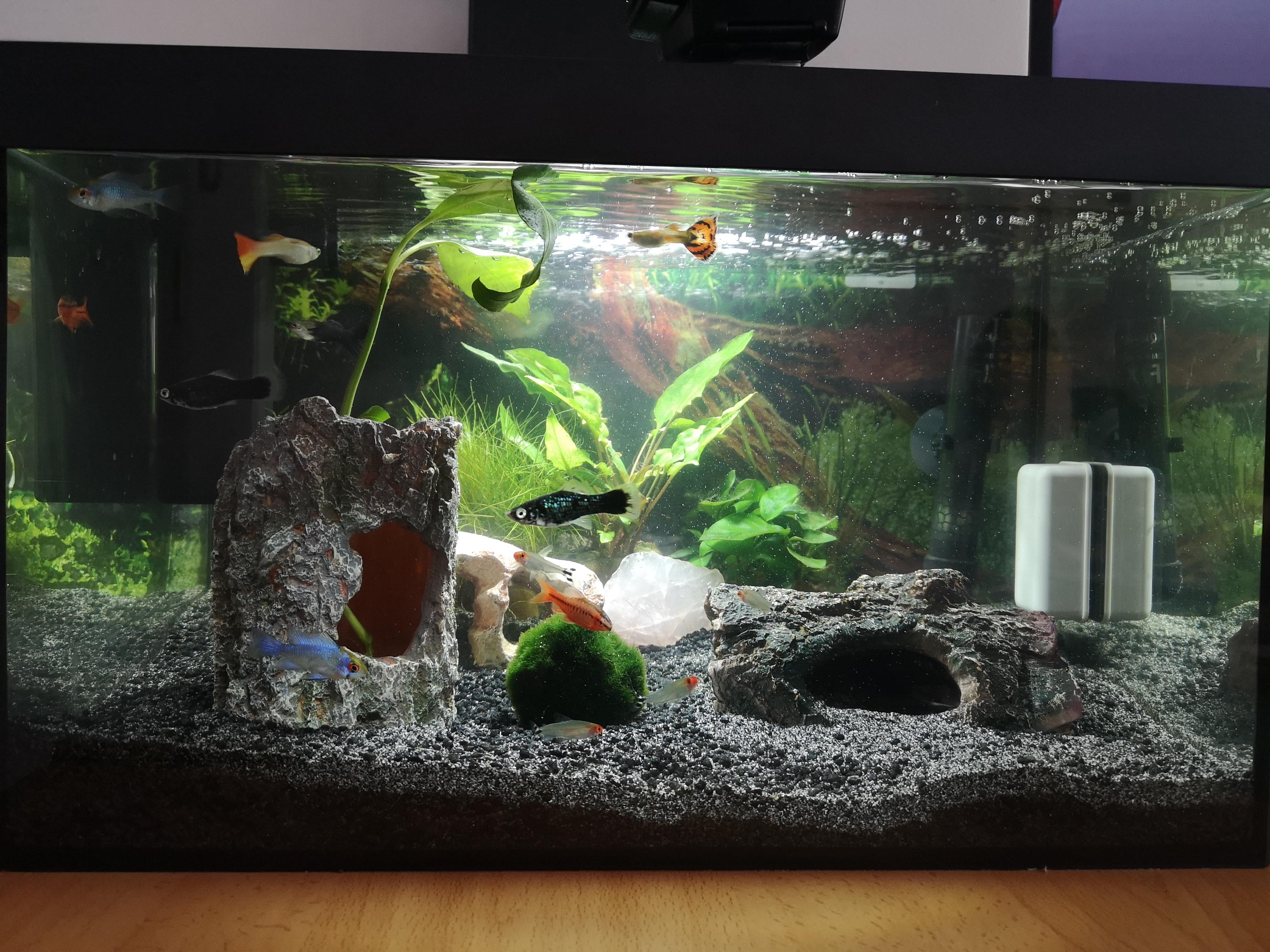 This is my first aquarium, 25 liter tank. Completely new to this ...