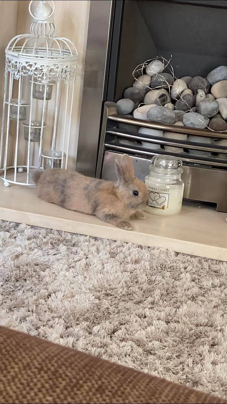 This is pixie she got a few likes on here when we got her 4 months ago
