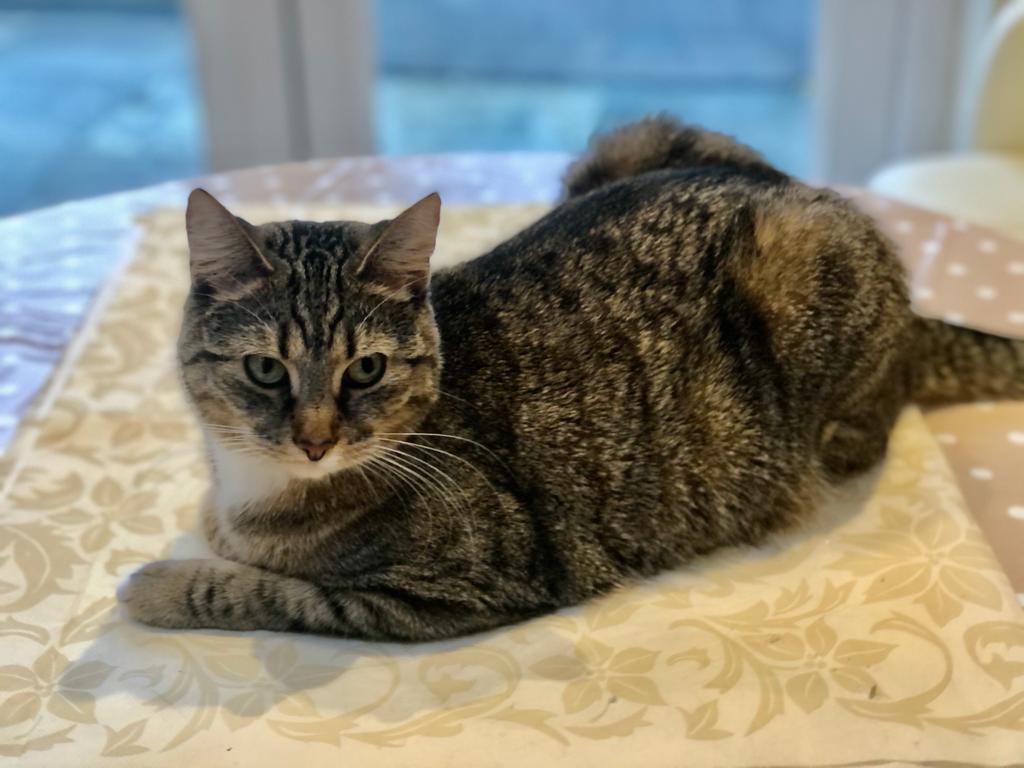 This is sapphire she is a loaf of bread | Scrolller