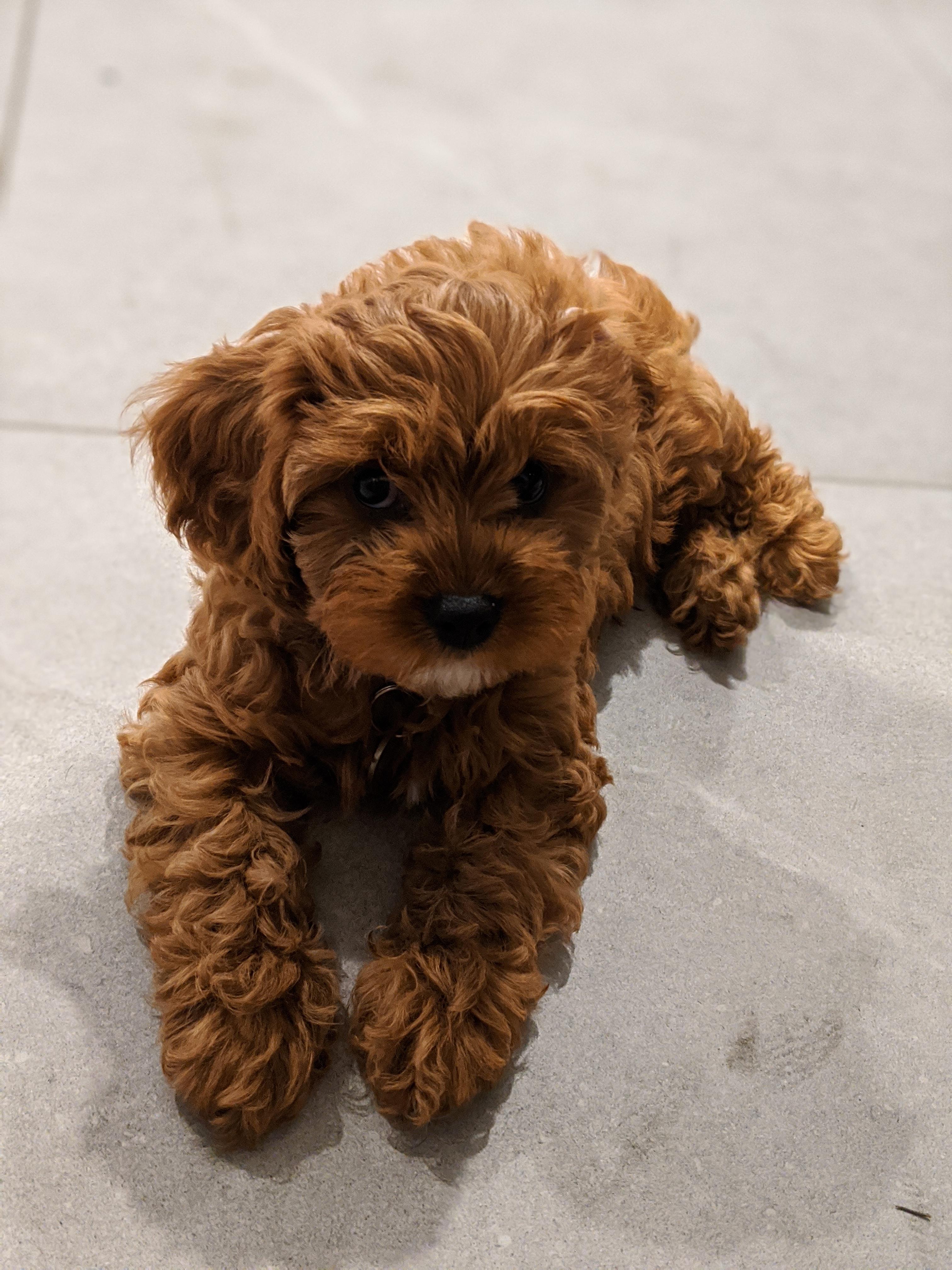 This is Theo my 9 week old Cavapoo! | Scrolller