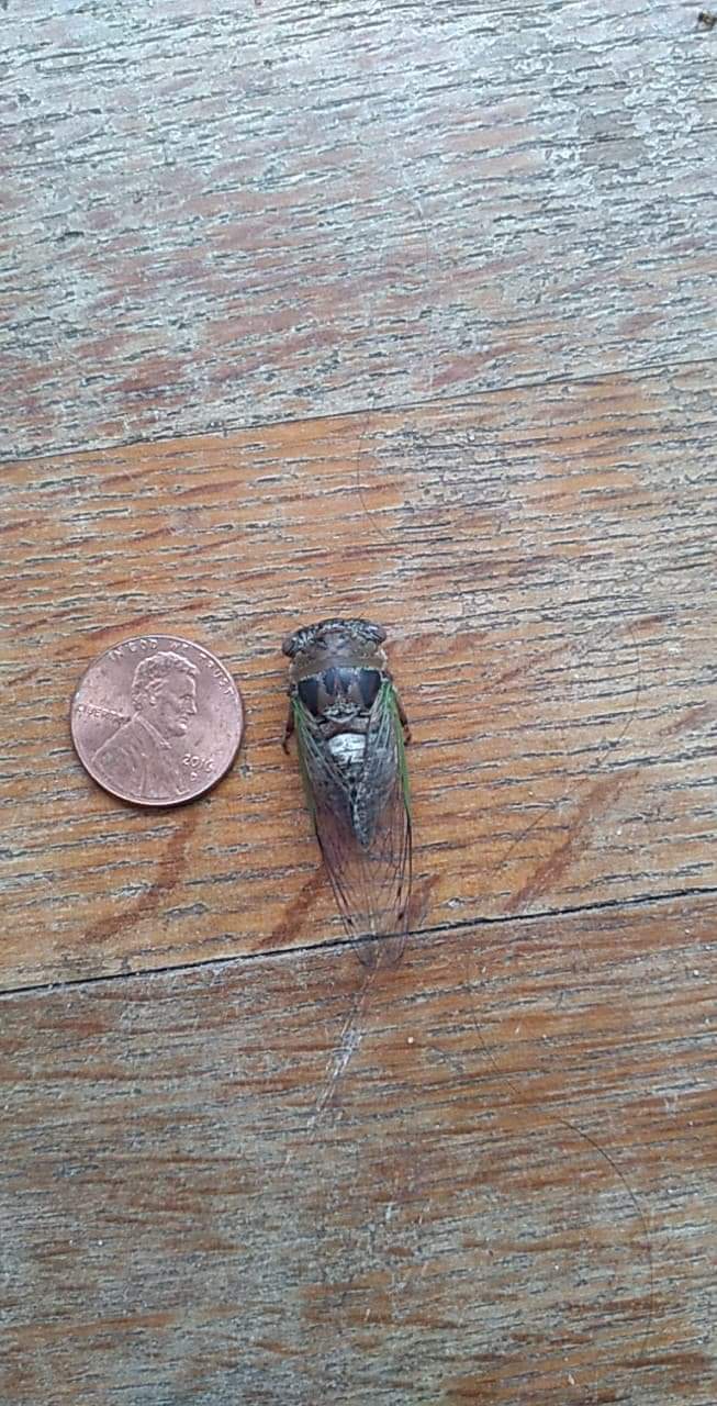 This very tiny cicada bug | Scrolller