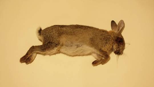 Time lapse of a rabbit decomposing | Scrolller