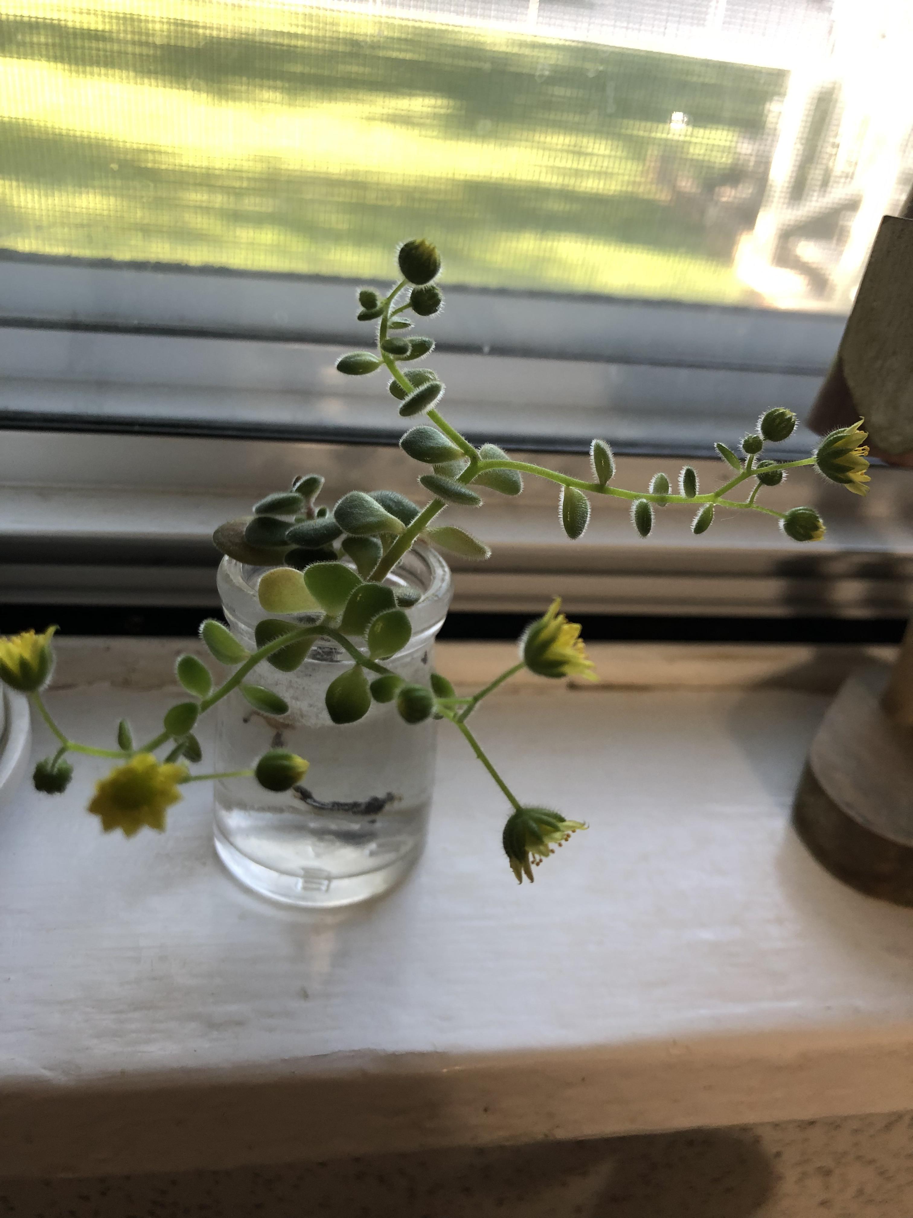 Tiny little flowers. Can someone help me identify this plant? Our ...