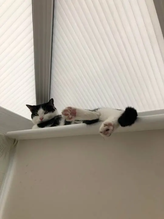 Today I was treated to some very cute dangly toe beans!