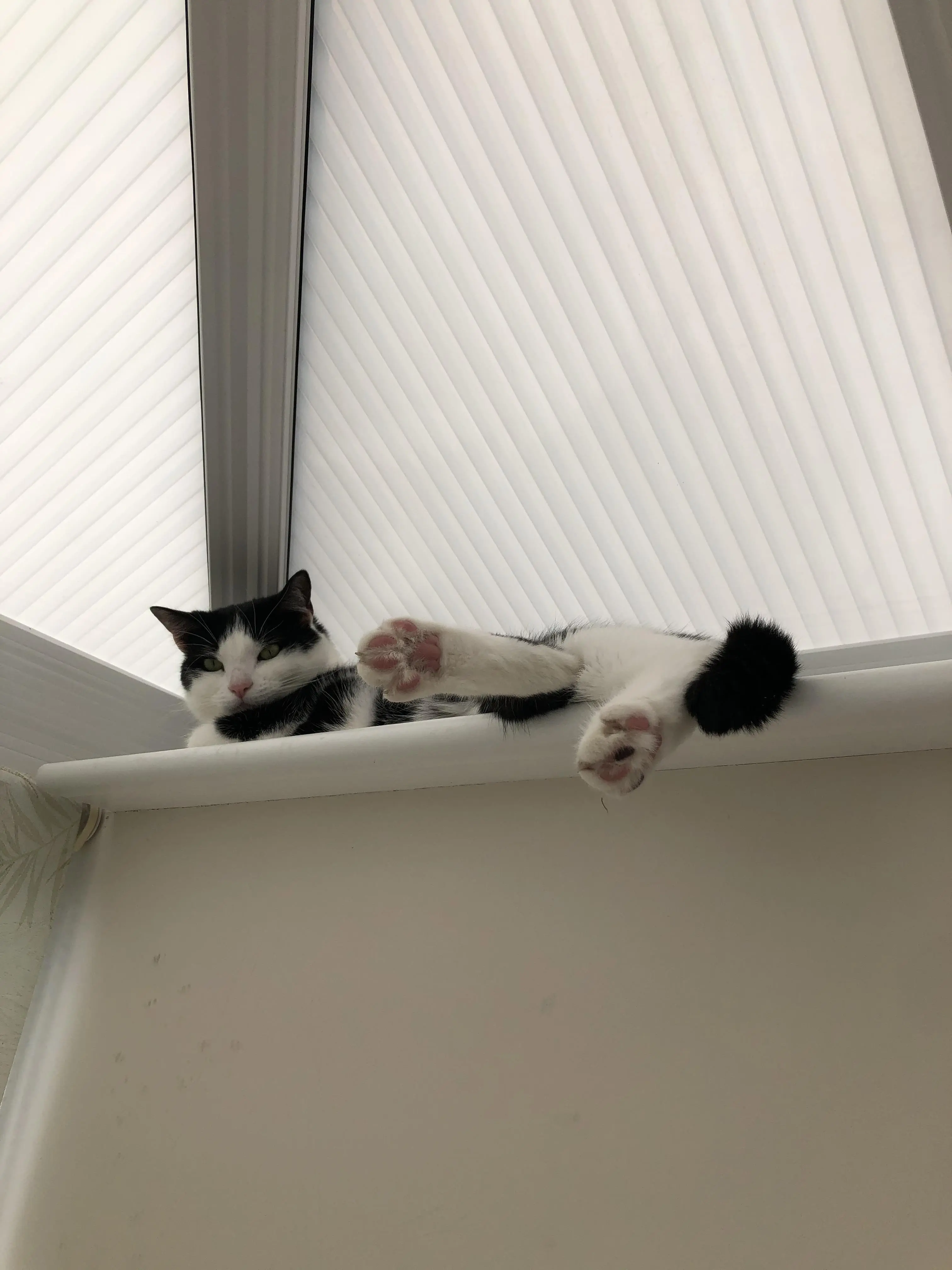 Today I was treated to some very cute dangly toe beans!