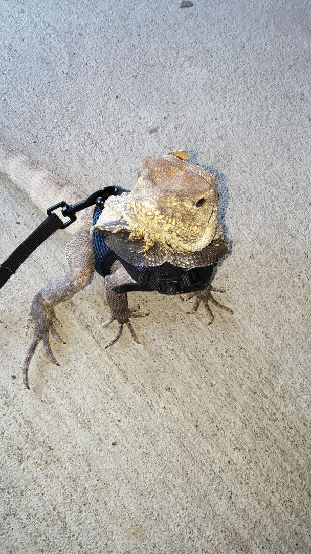 Tootless out for a walk