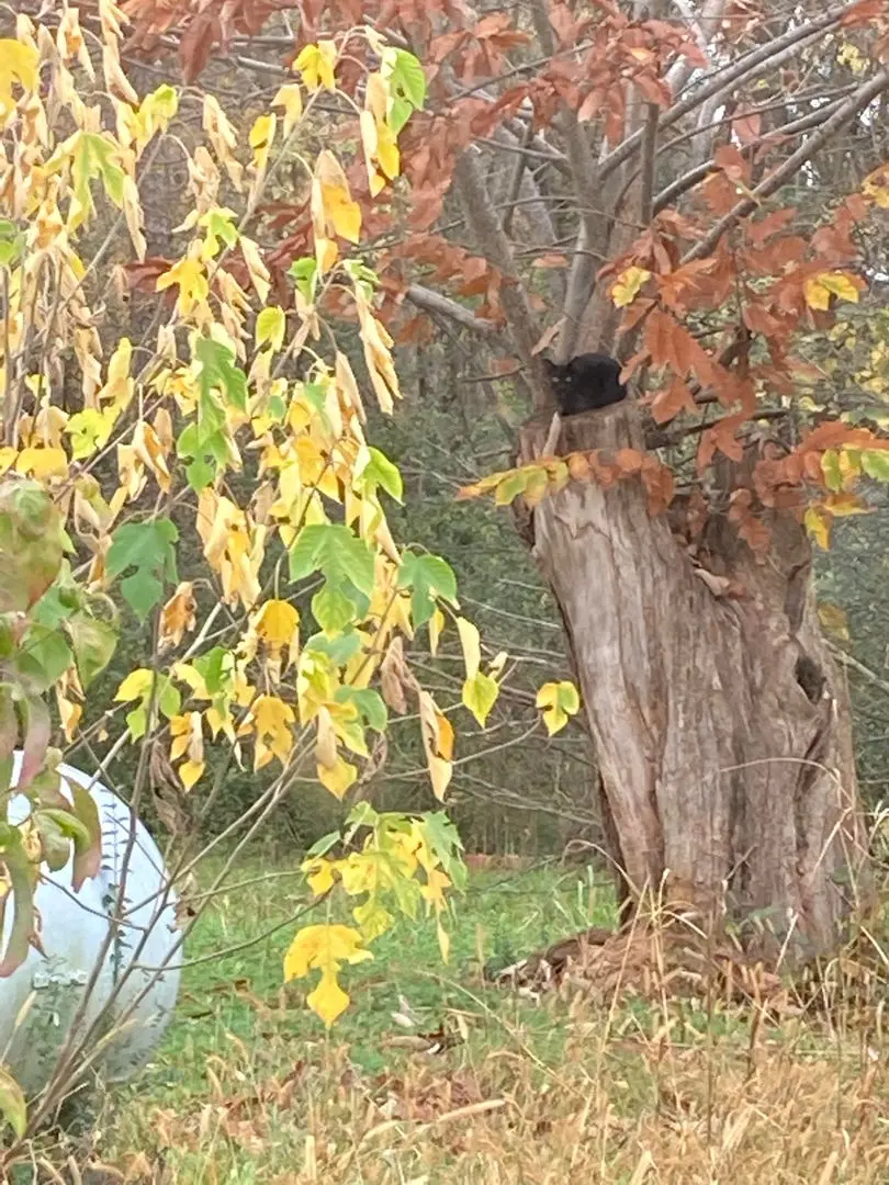 Tree lurking soot sprite | Scrolller