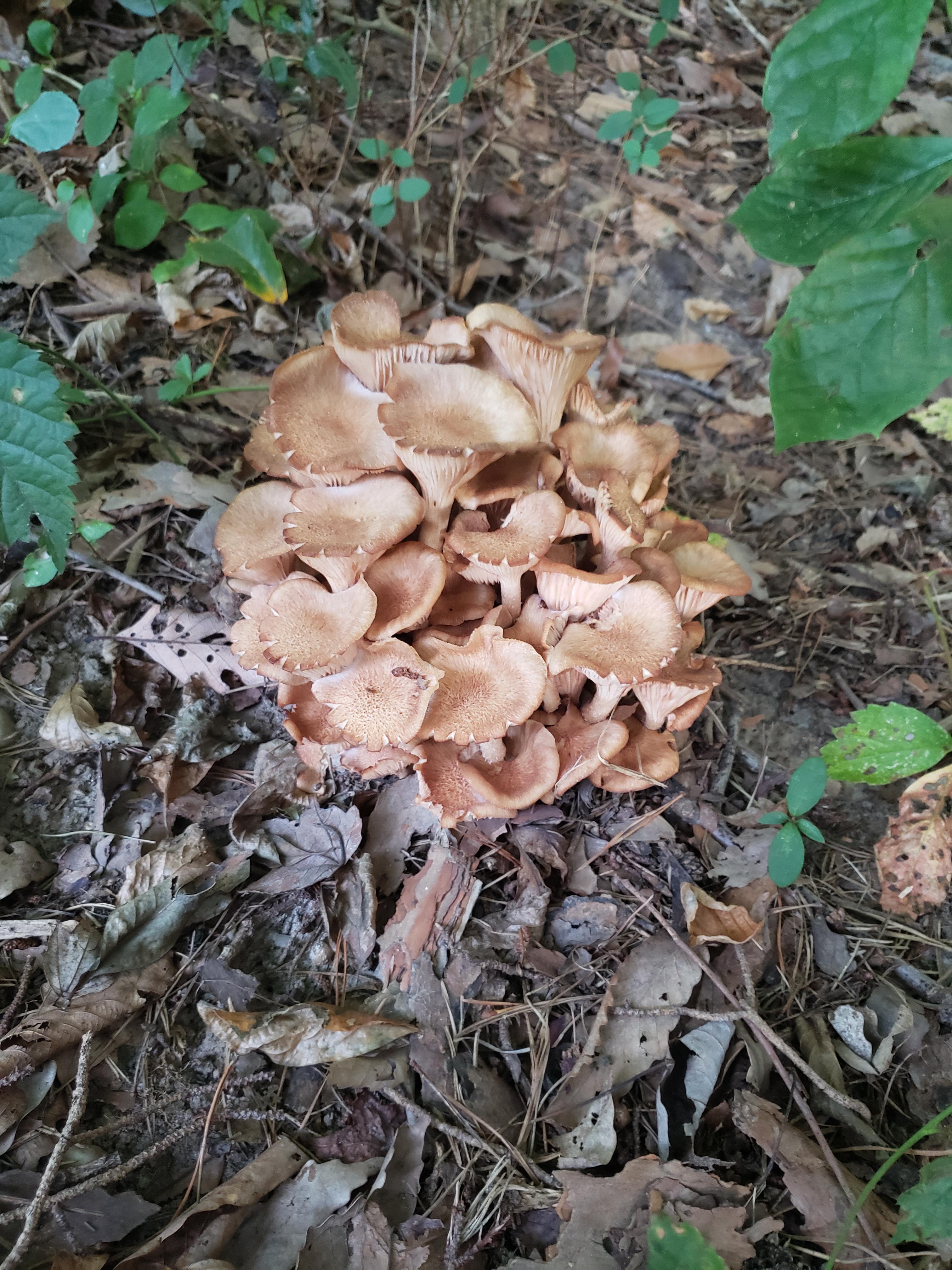 Trying to find out what kind of mushroom this is and if it is poisonous