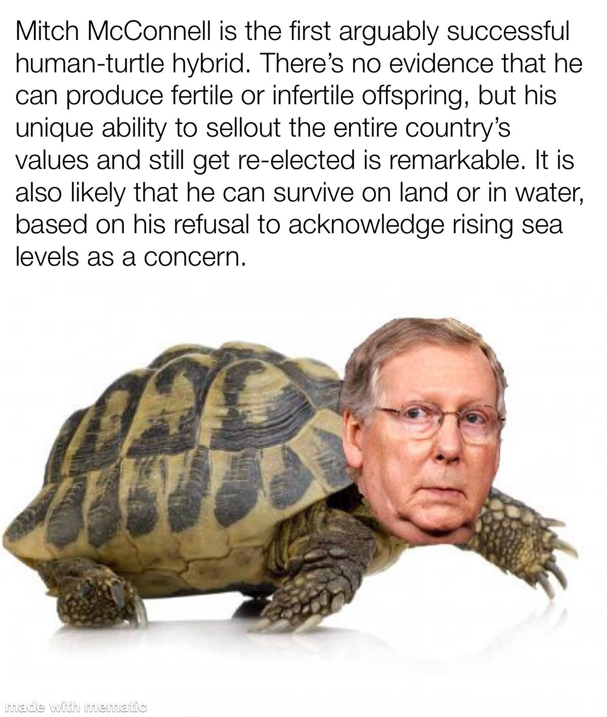 turtles-don-t-have-spines-scrolller