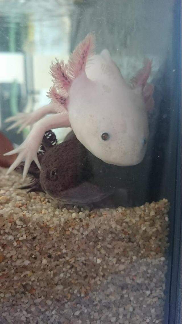 Two Friends Scrolller