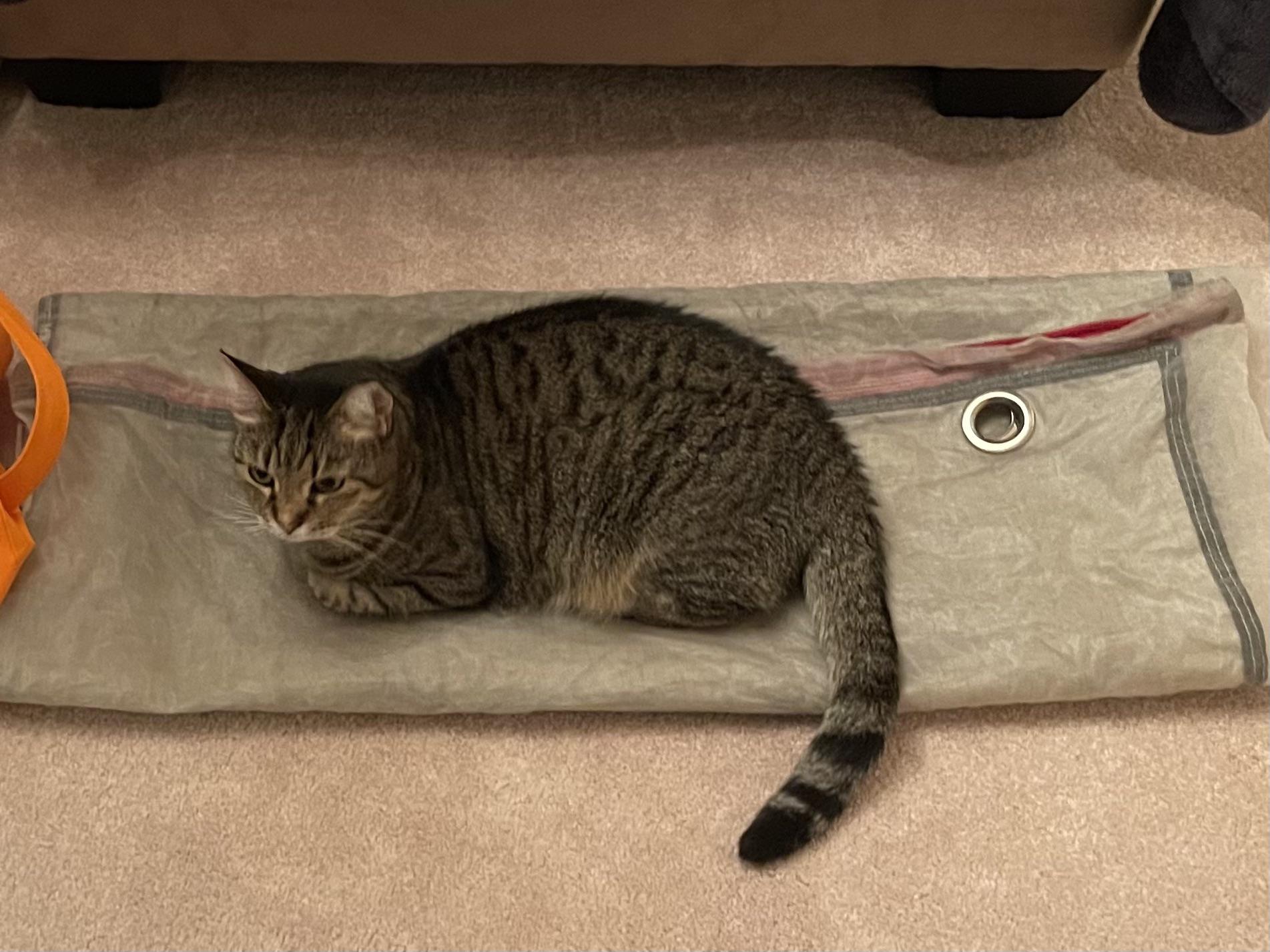 UPS bag works too Scrolller