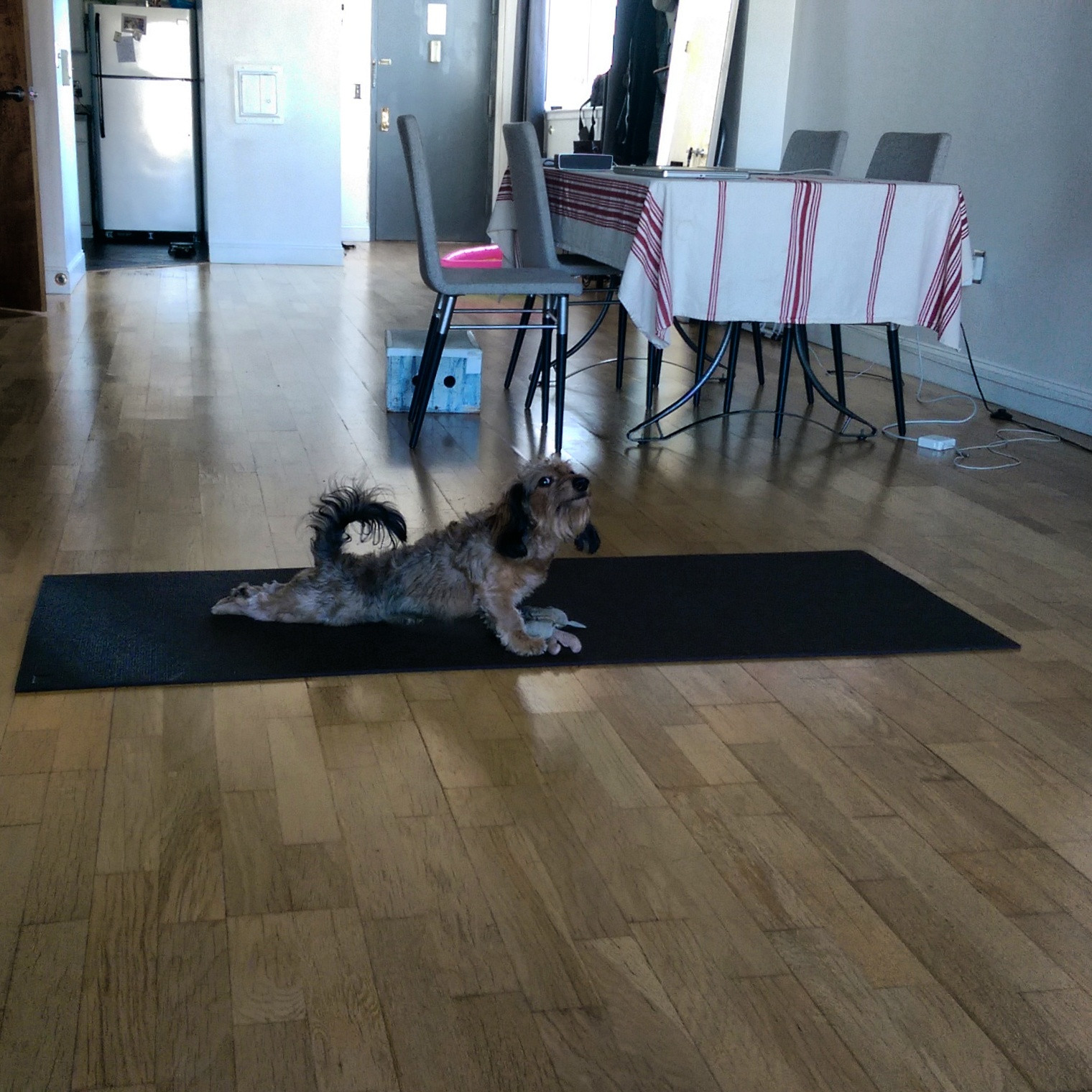 Upward Dog Done Correctly Scrolller