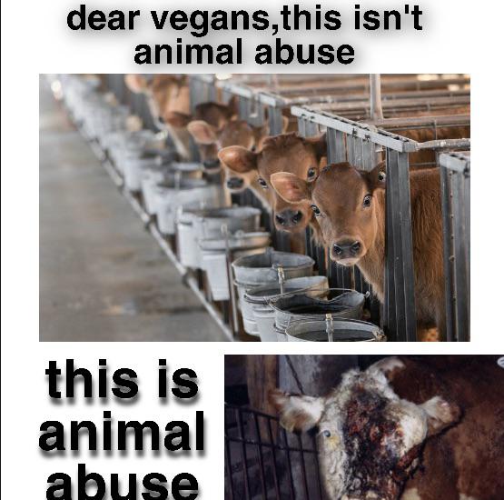 veal isnt animal abuse animal abuse is animal abuse Scrolller