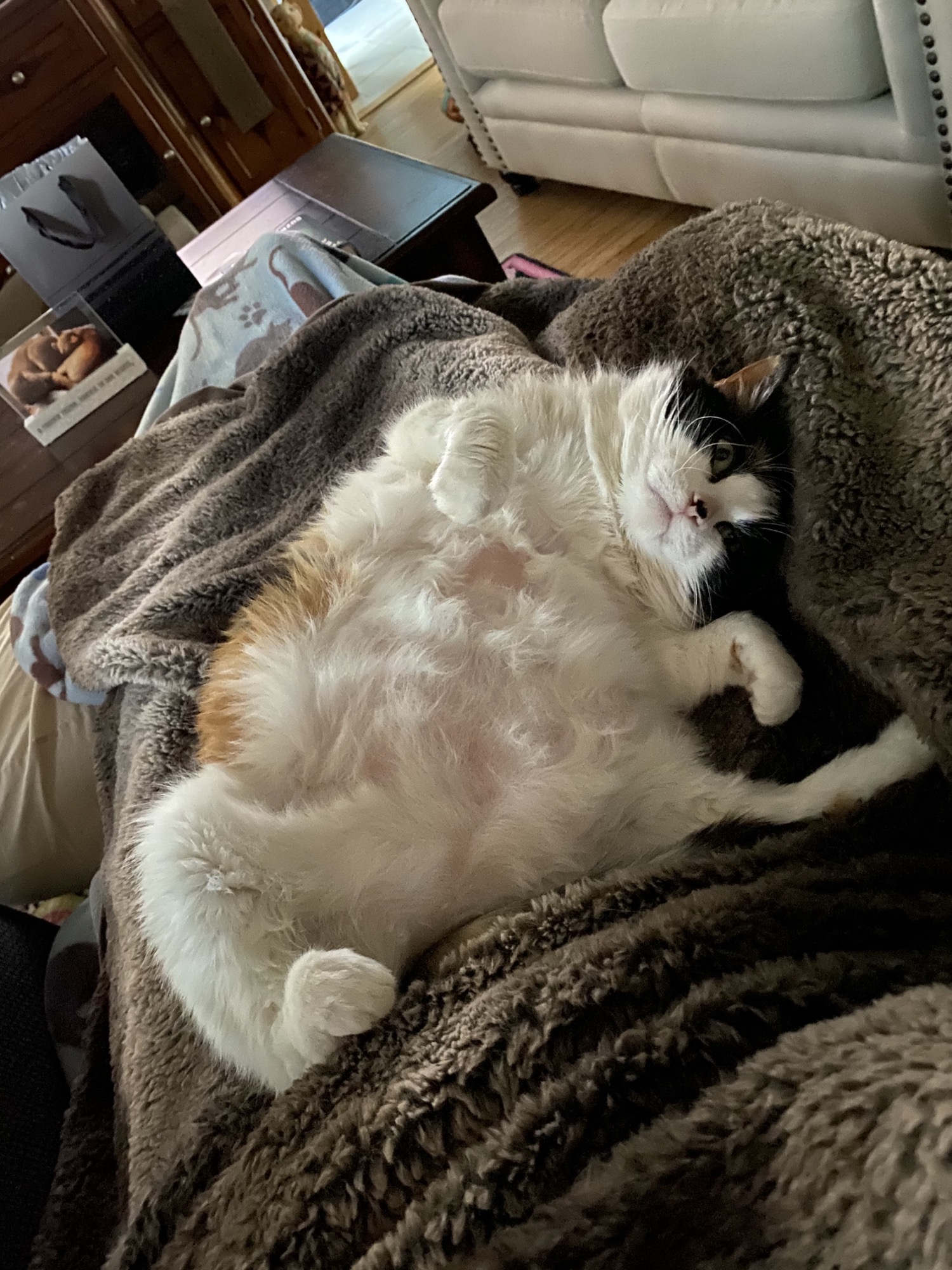 Vera Belly like a waterbed. Scrolller