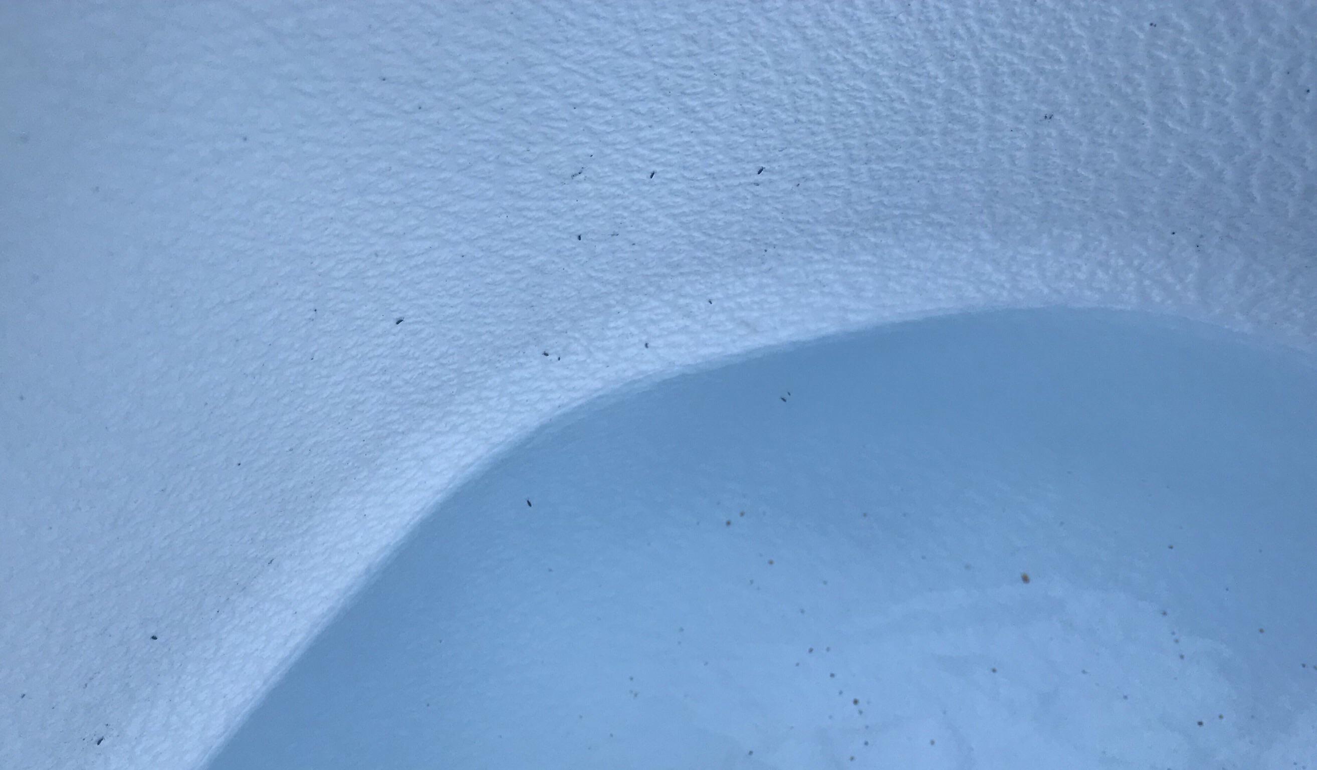 What are these small bugs that appear in the corners of the pool