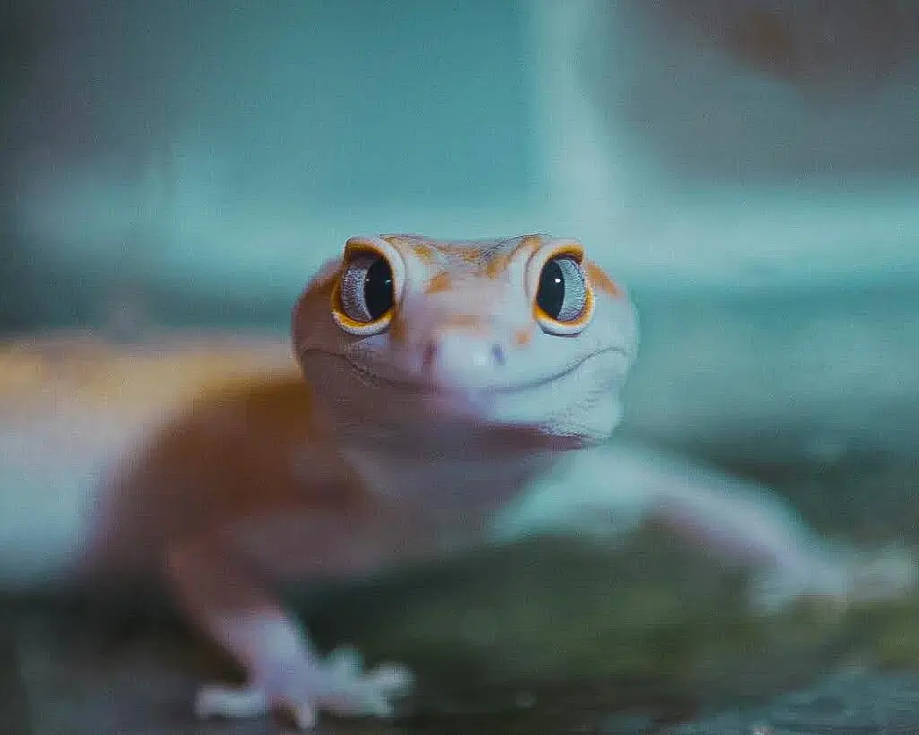 Thinking Gecko What gecko species do you think is the most intelligent/aware one? (Pic ...