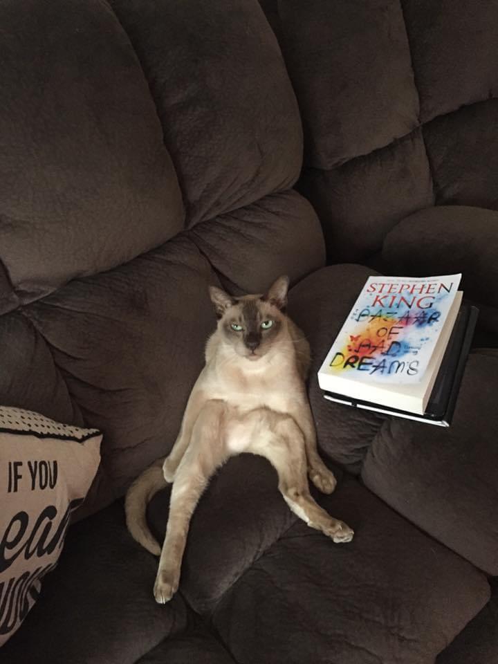 What? How does your cat sit? Scrolller