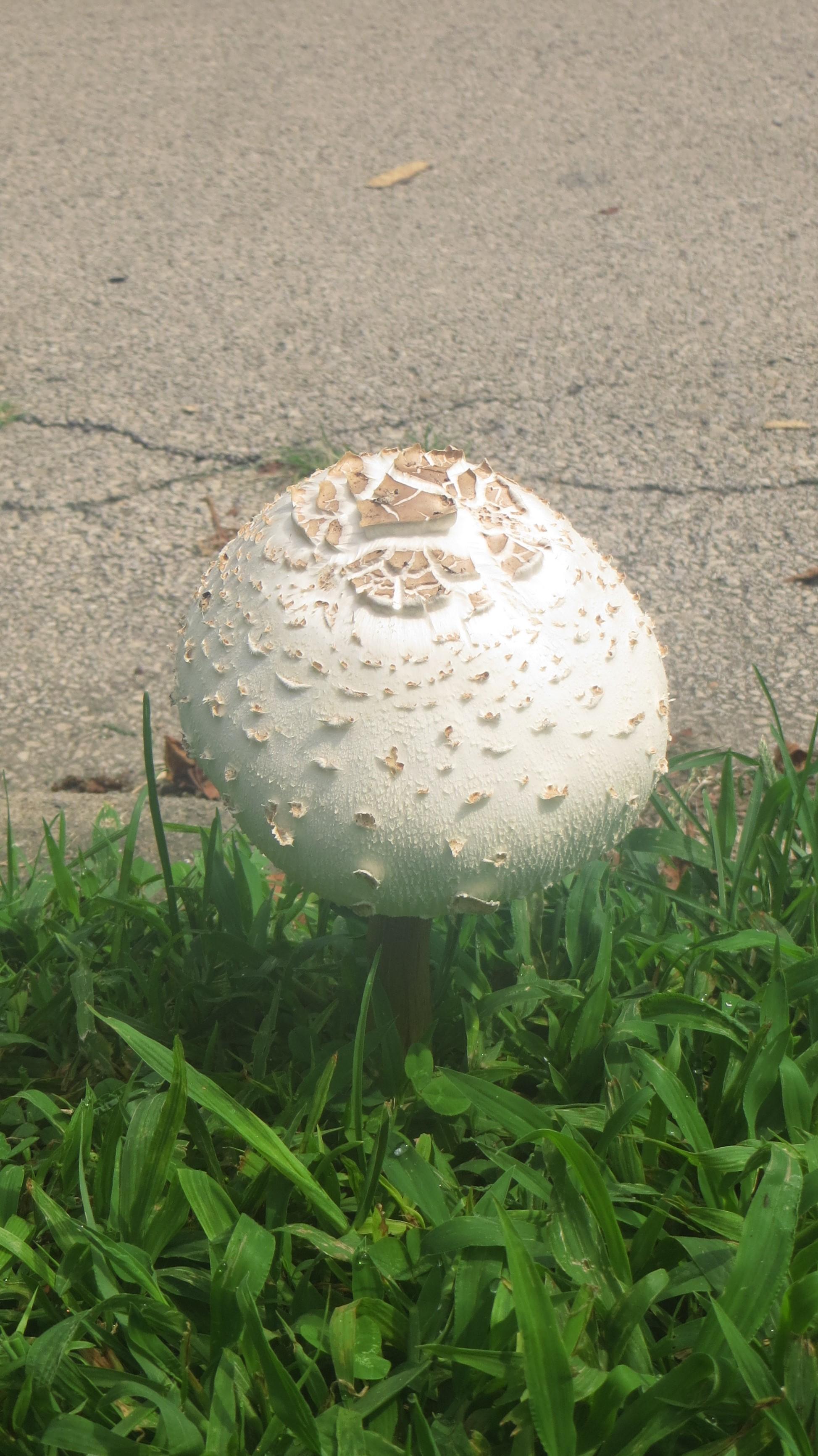What is this mushroom that is growing in my front grass in Philadelphia