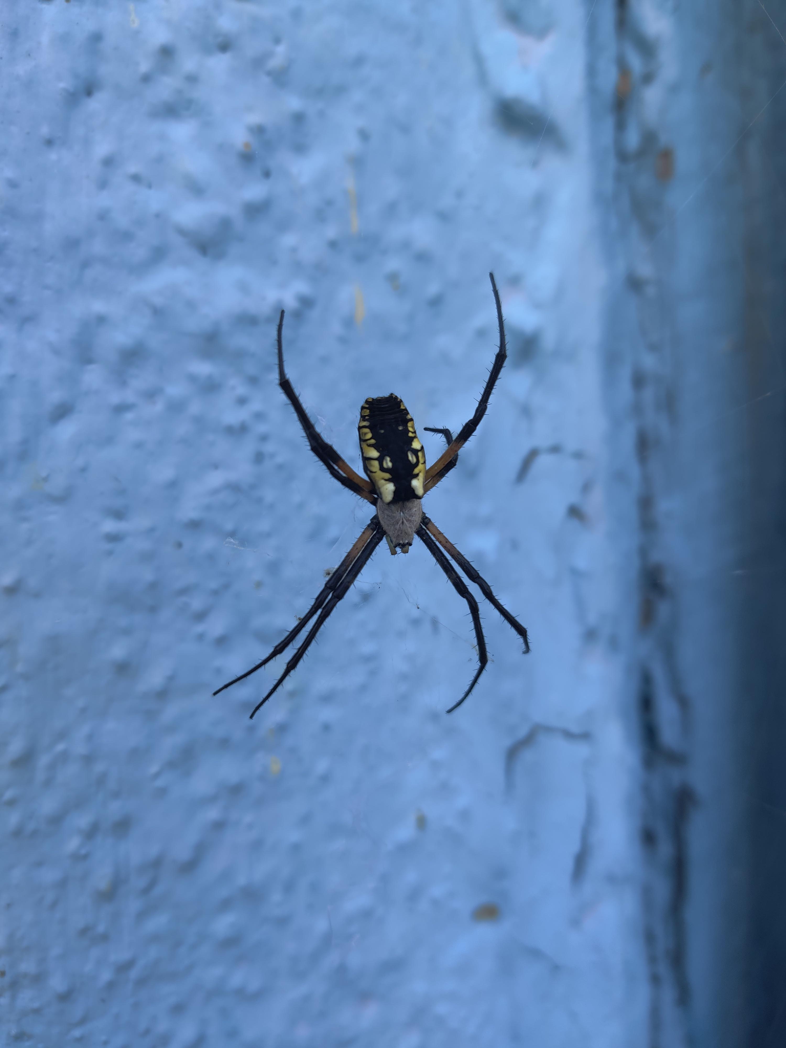 what-kind-of-spider-is-this-scrolller