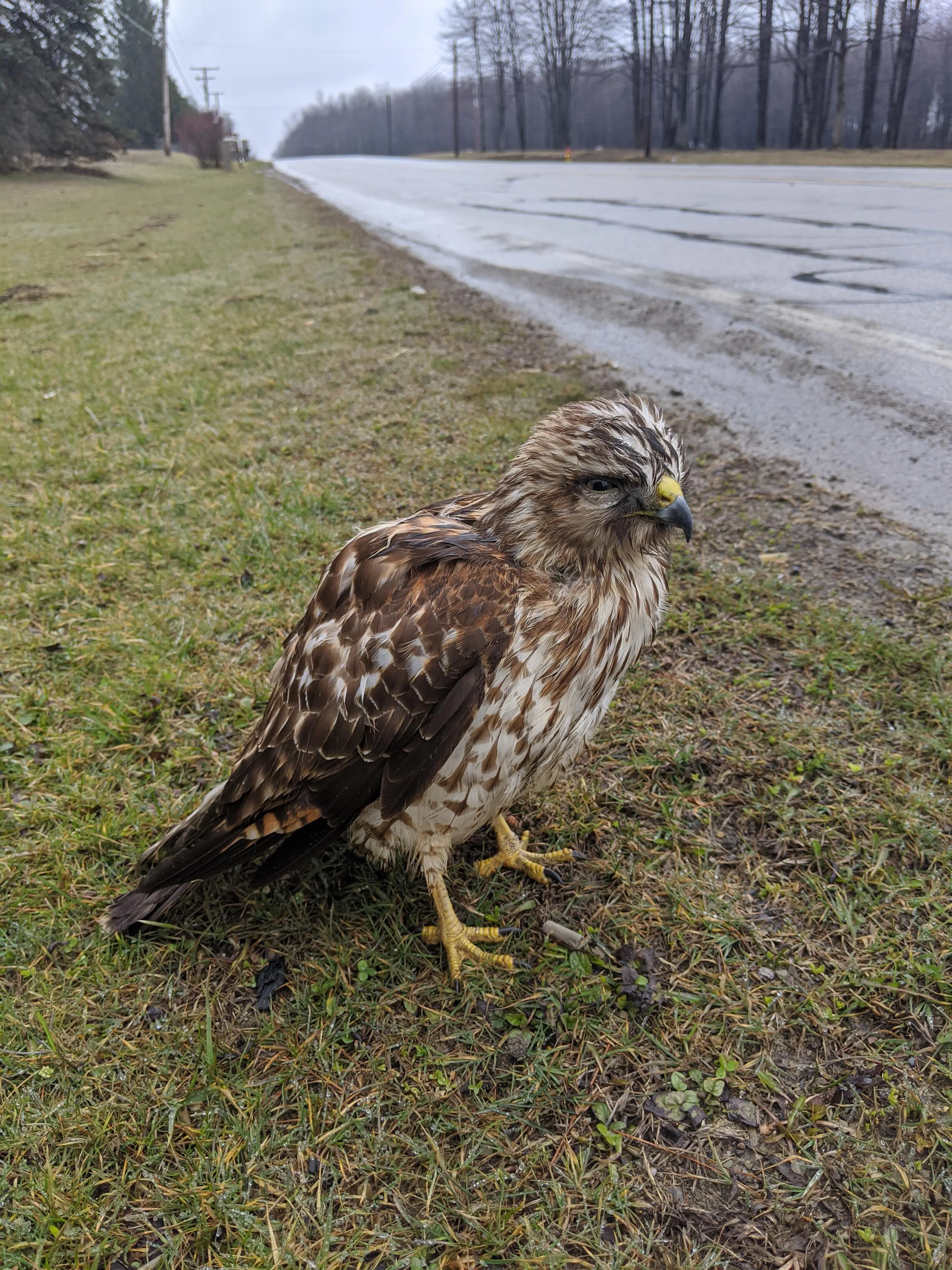 What's the bird? Is it weird that I was able to get within a foot of this bird?