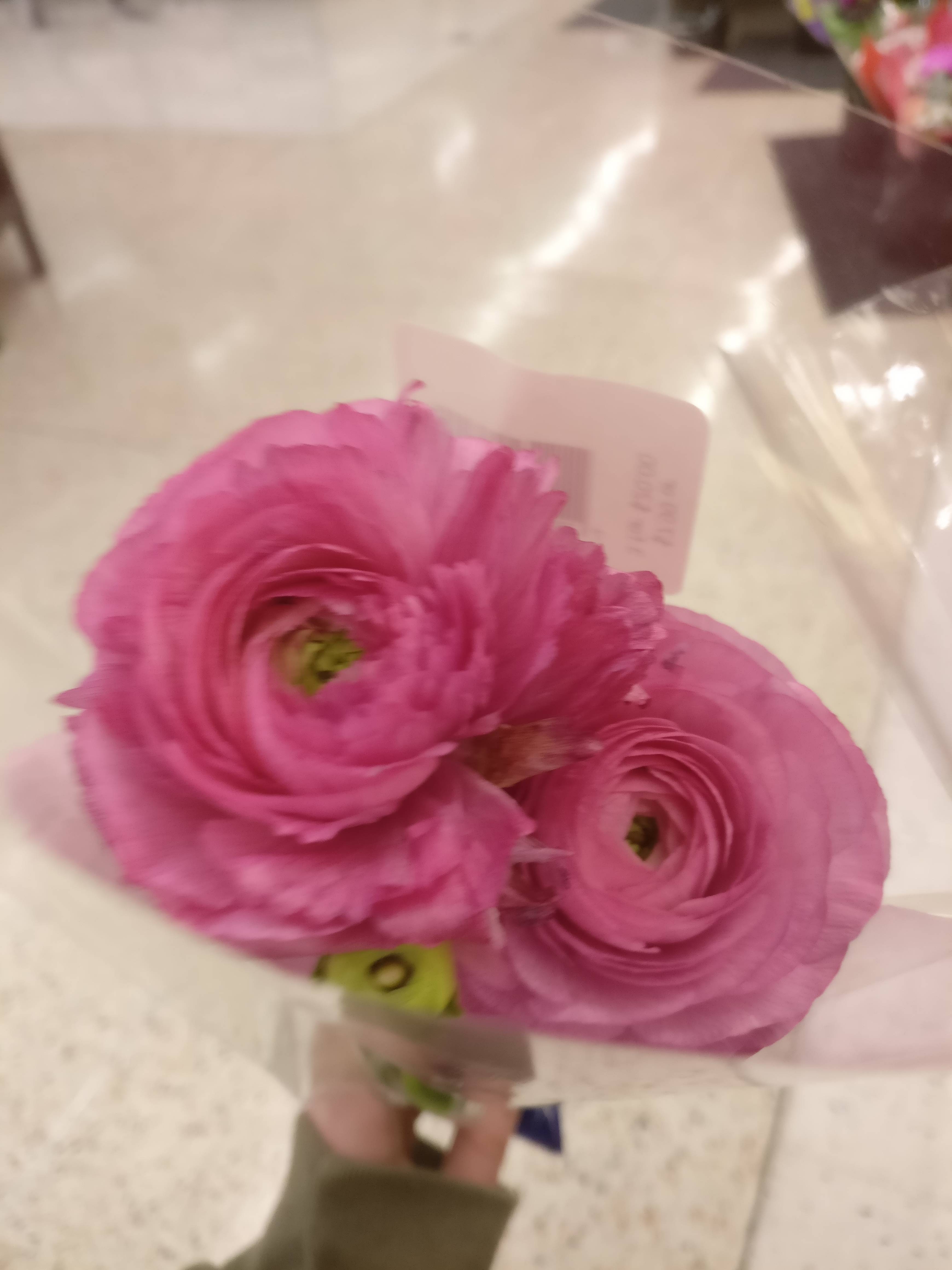 What's this flower called Scrolller