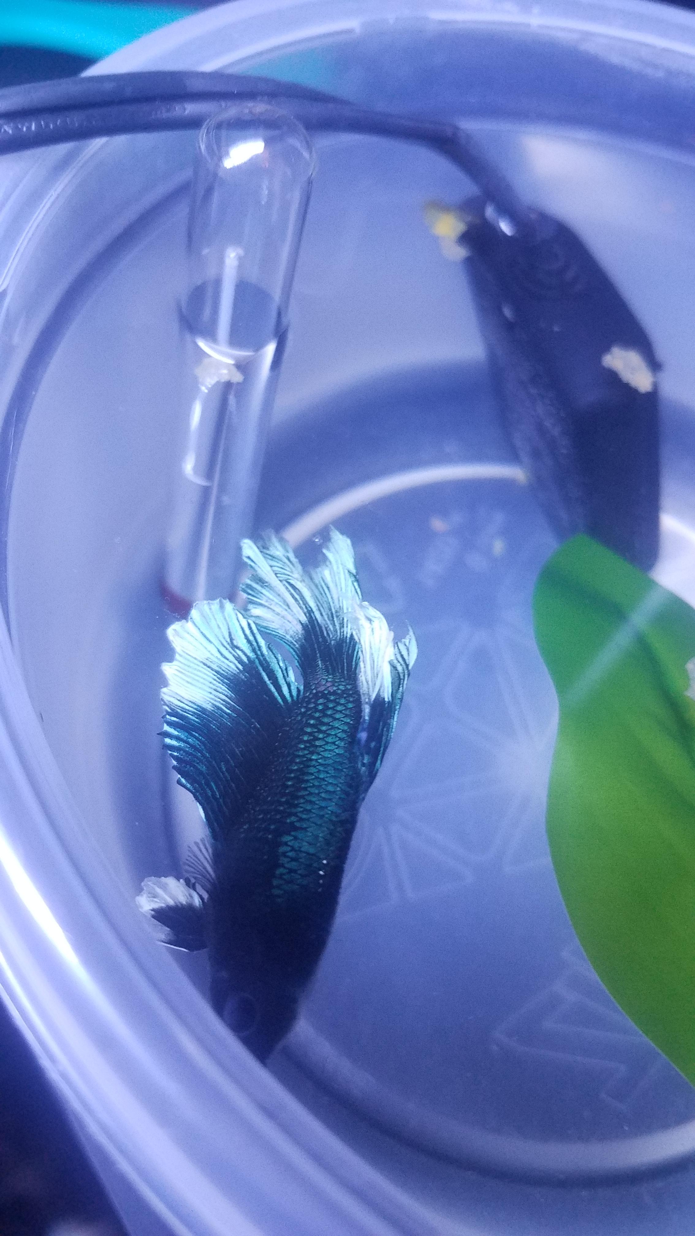 What s Wrong With My Lil Guy Scrolller