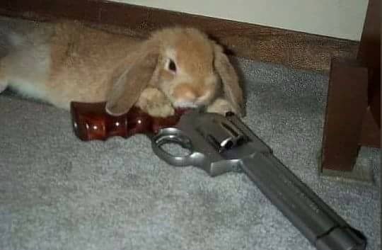 When someone jokes about eating your rabbit | Scrolller