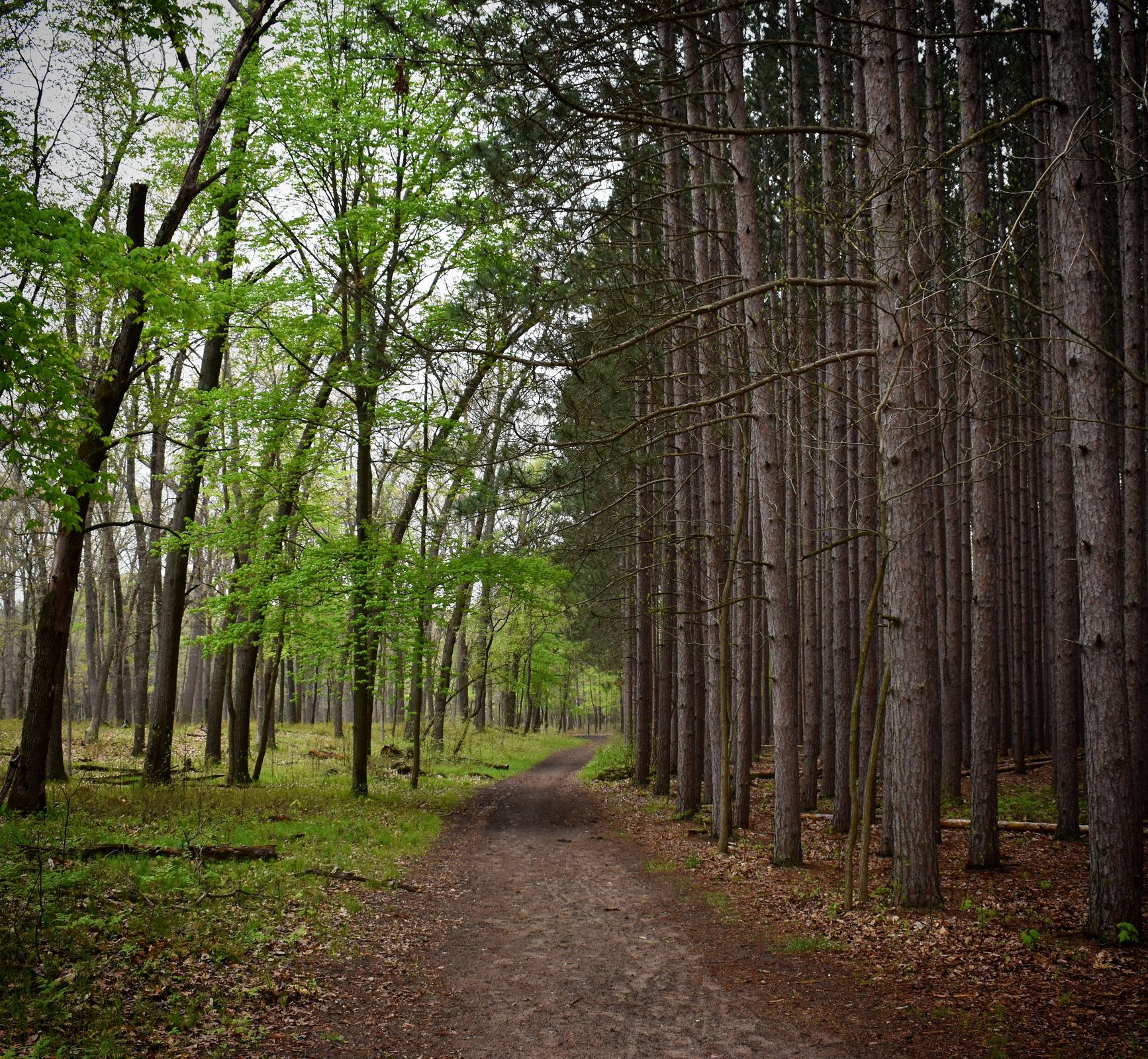 Where the forest splits, Oak Openings | Scrolller