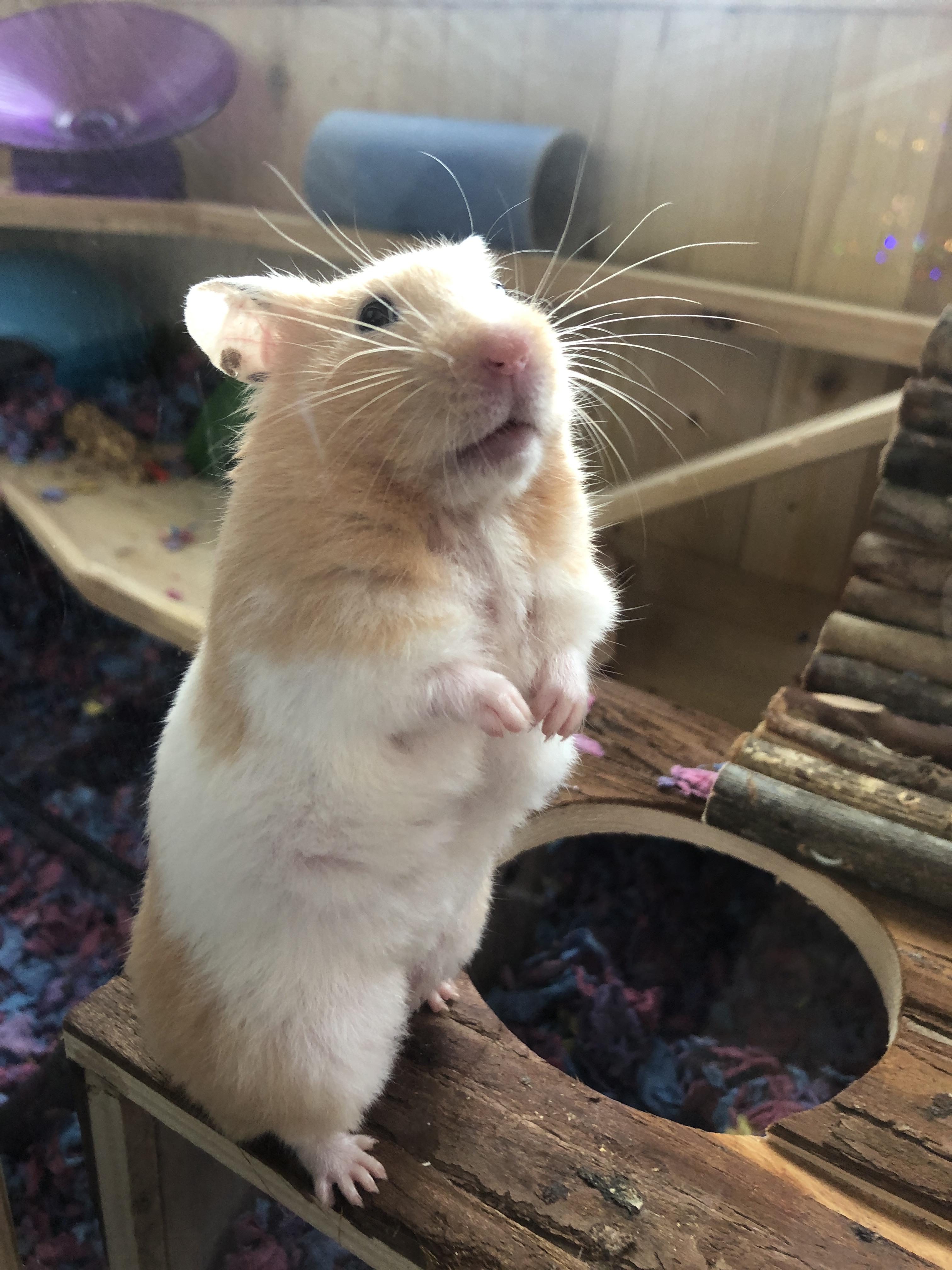 Hamster Whiskers And Surface Texture Reference: Discover More Like Hamsters Whiskers And Related Content