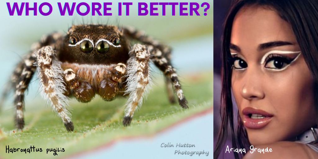 who-wore-it-better-meme-scrolller