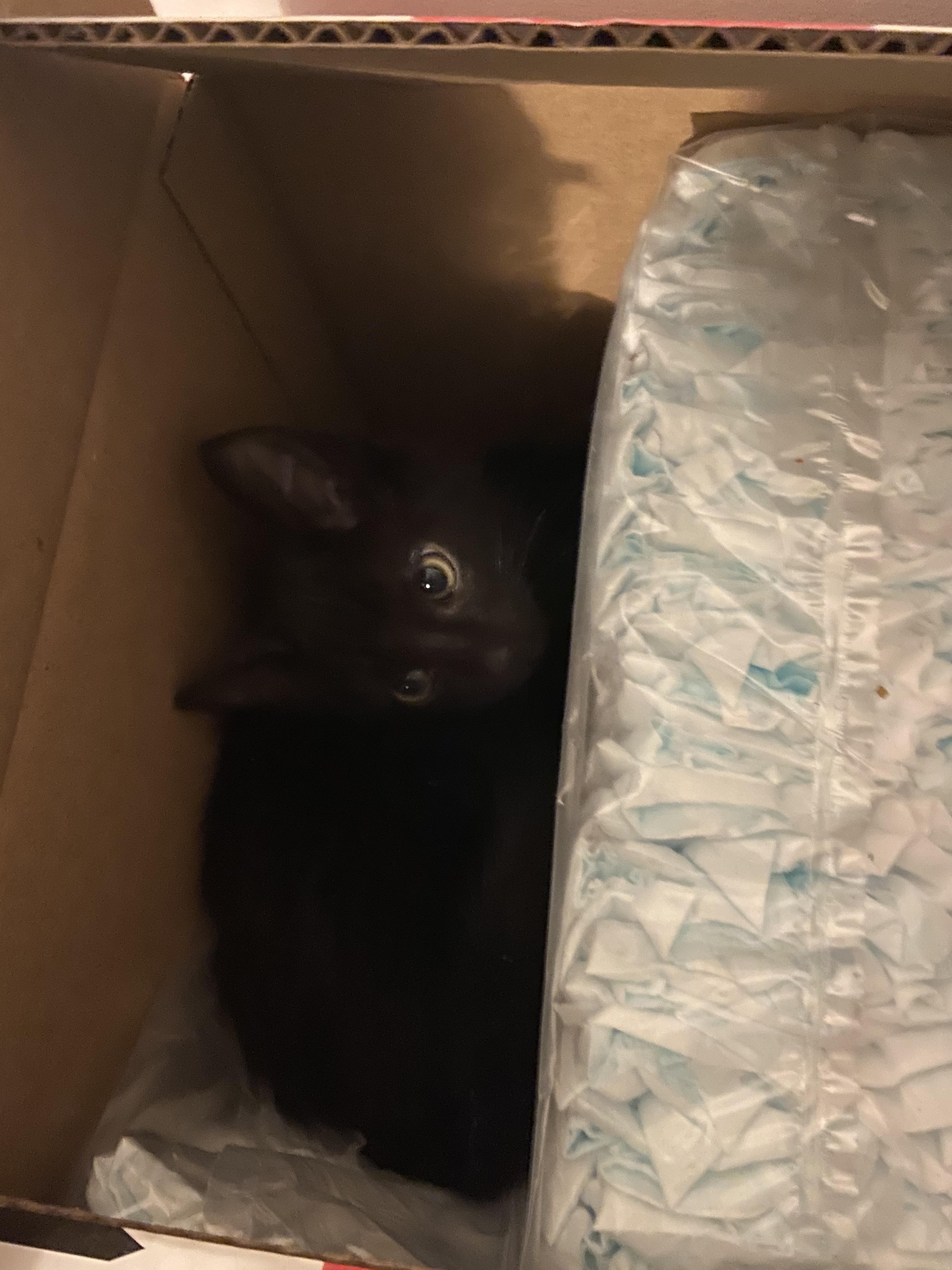 Why does my cat love boxes(love you koichi) Scrolller
