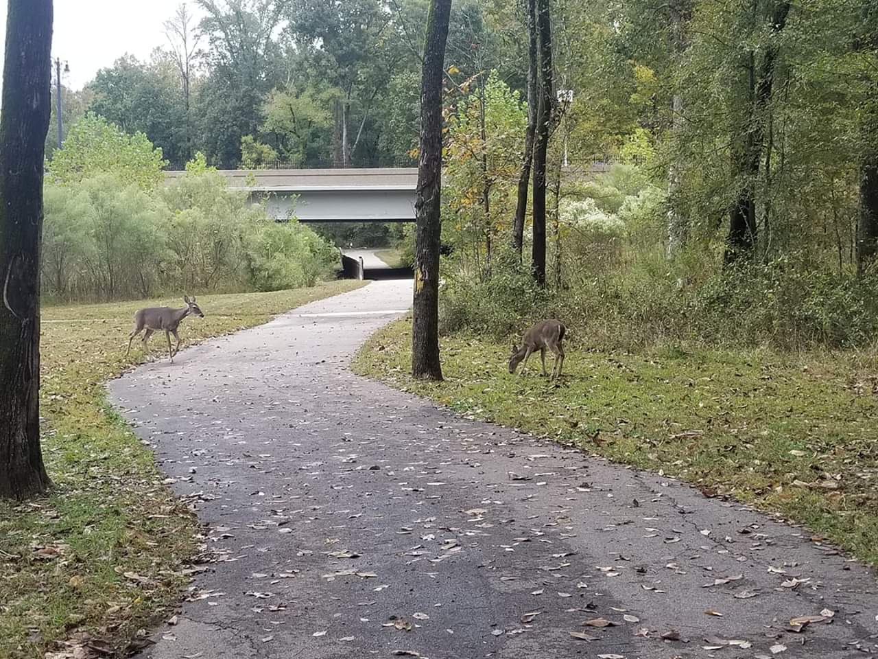 Wife took this while running the Wolf River Greenway getting ready for