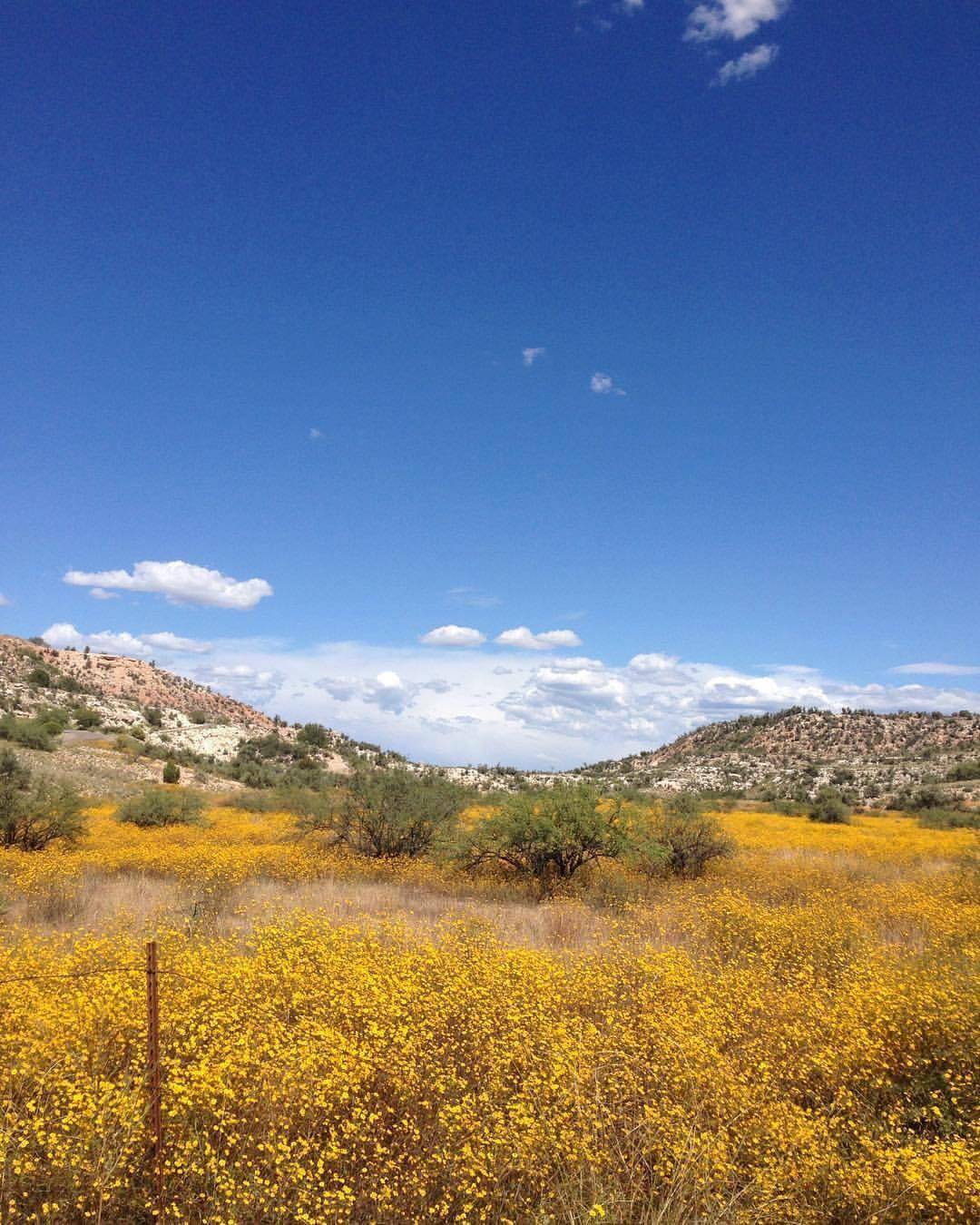 Wild flower bloom in Cottonwood, AZ Scrolller