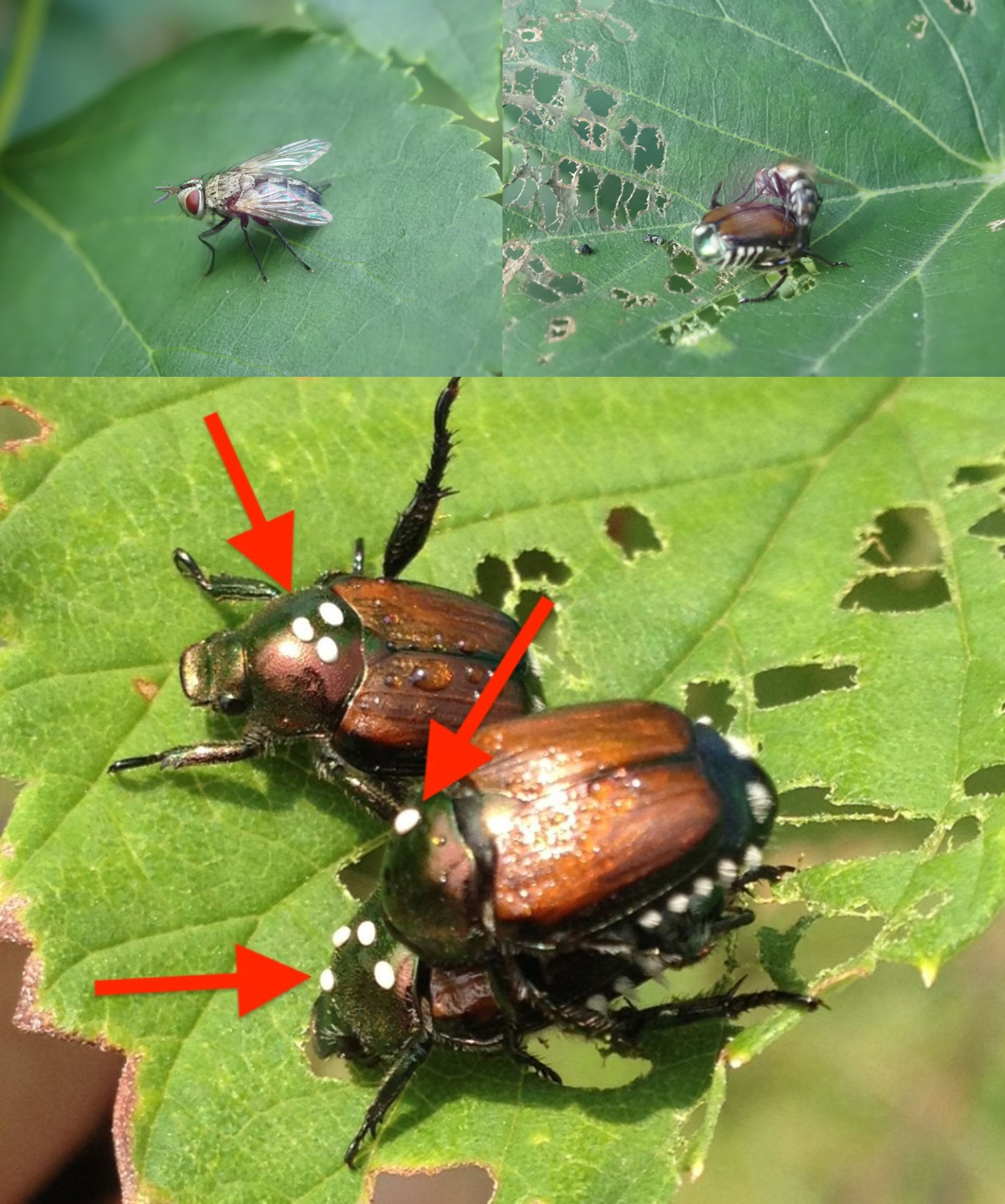 Winsome Flies lay their eggs on Japanese Beetles and other scarabs. The ...