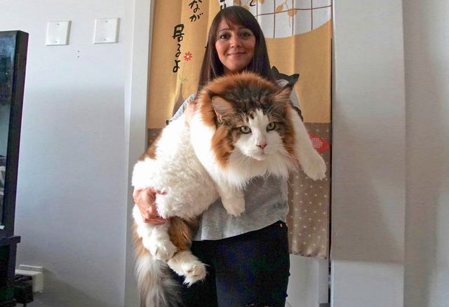 World's largest domestic cat: Samson, Maine Coon, 28lbs.