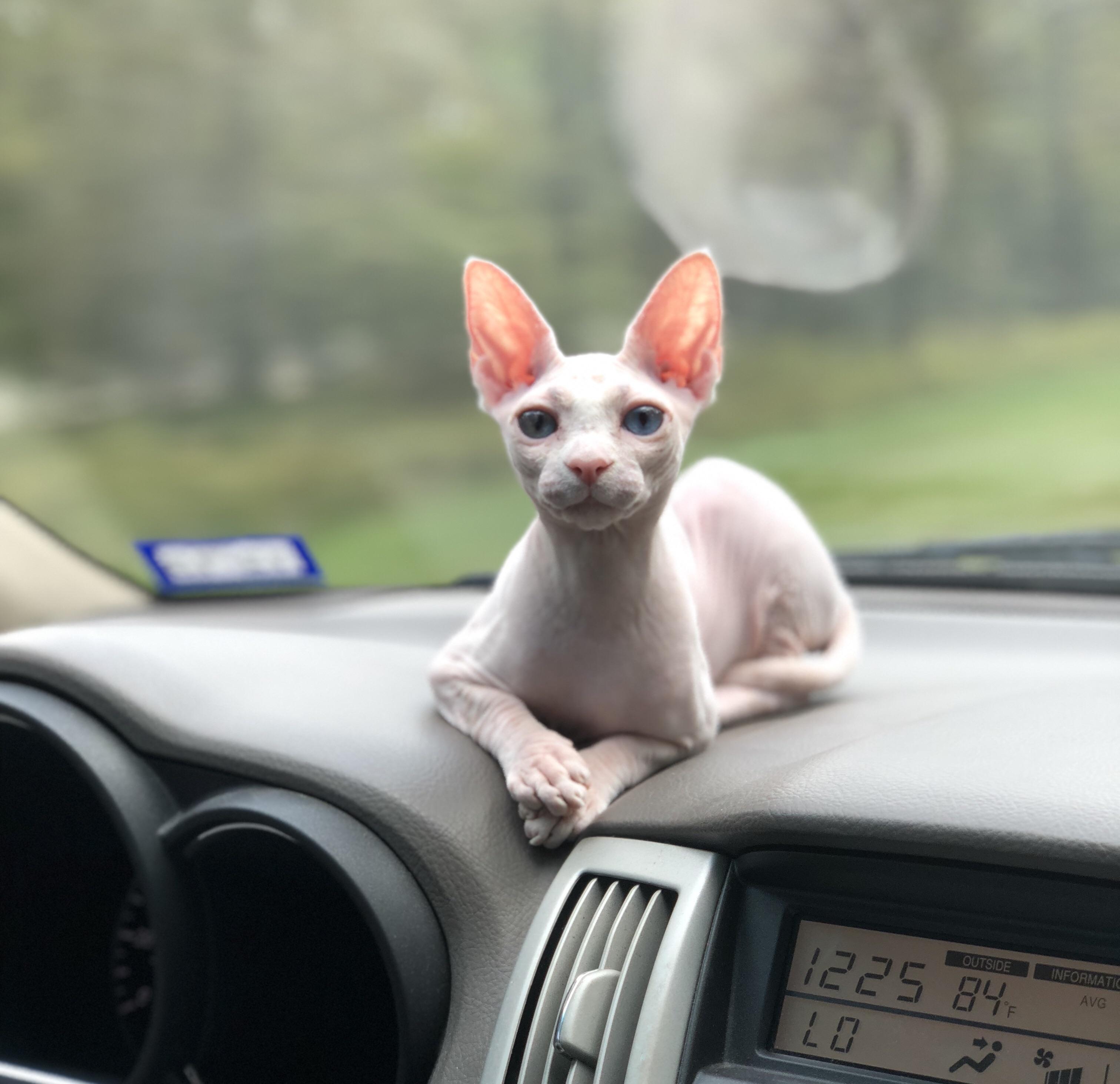 Mackenzie Jones Onlyfans: A Deeper Look Than You'Ve Ever Seen - 55ljd4v