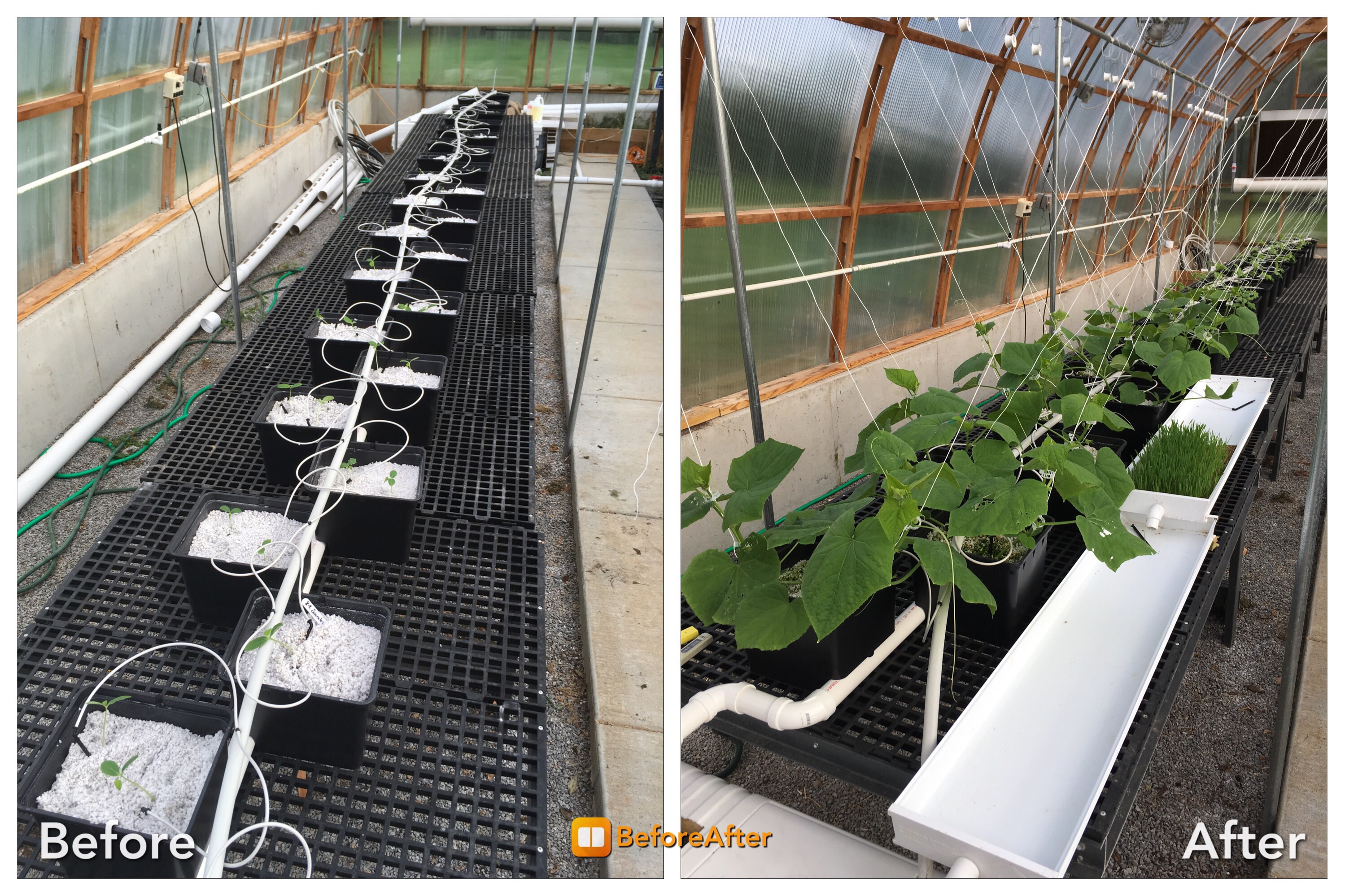 13 day progress of Dutch bucket cucumbers and tomatoes. Scrolller