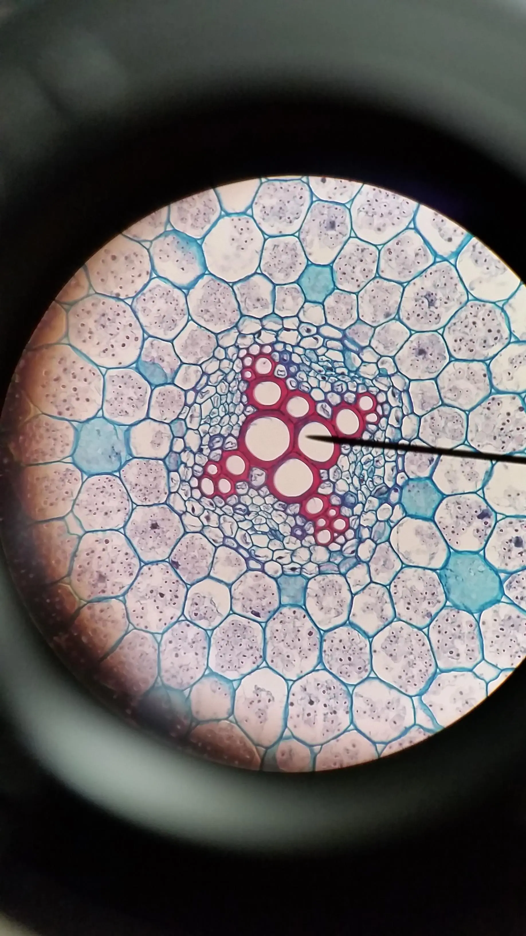 [1836x3624] a photo of a cross section buttercup root showing a ...