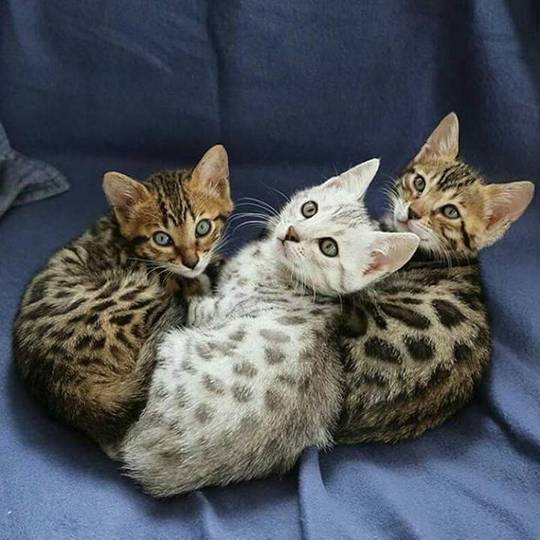 3 bengal kittens