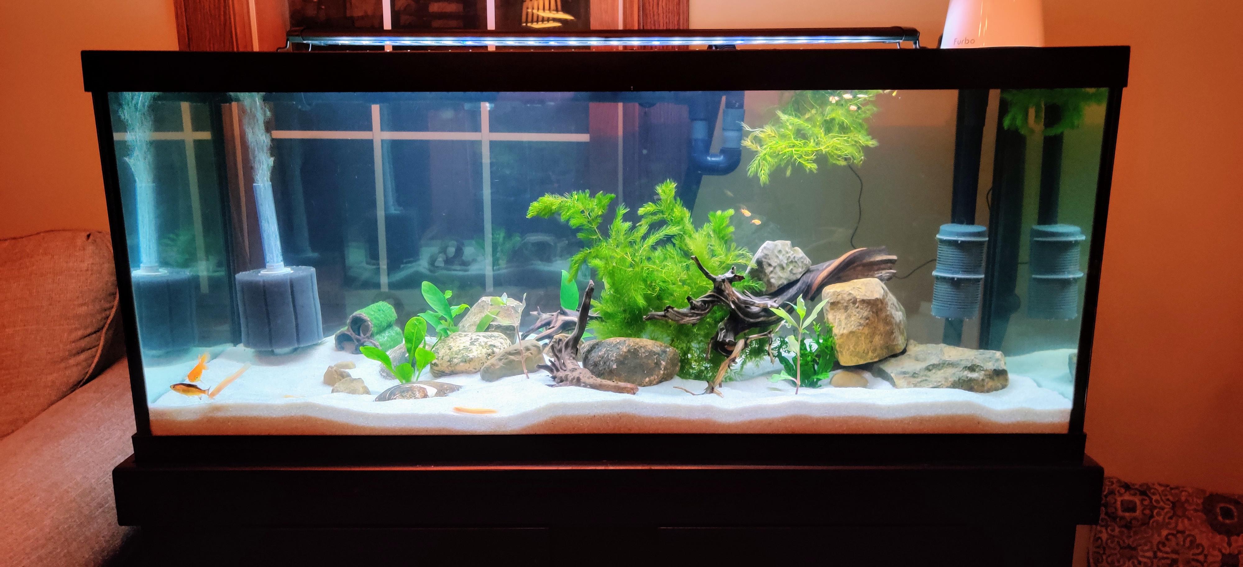 75 gallon setup is finally done! | Scrolller