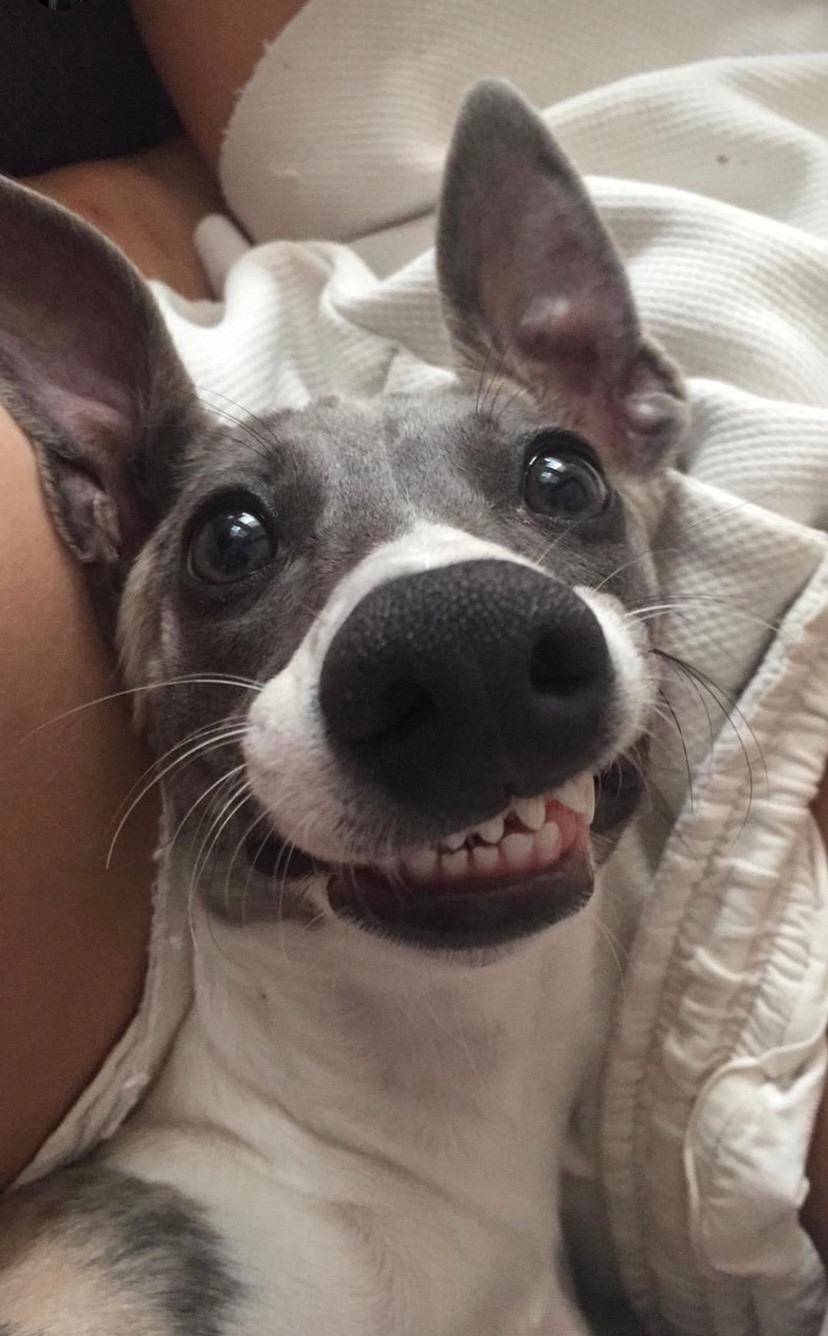 A cheesy smile by a cheeky whippet, Wiki. #whippet | Scrolller