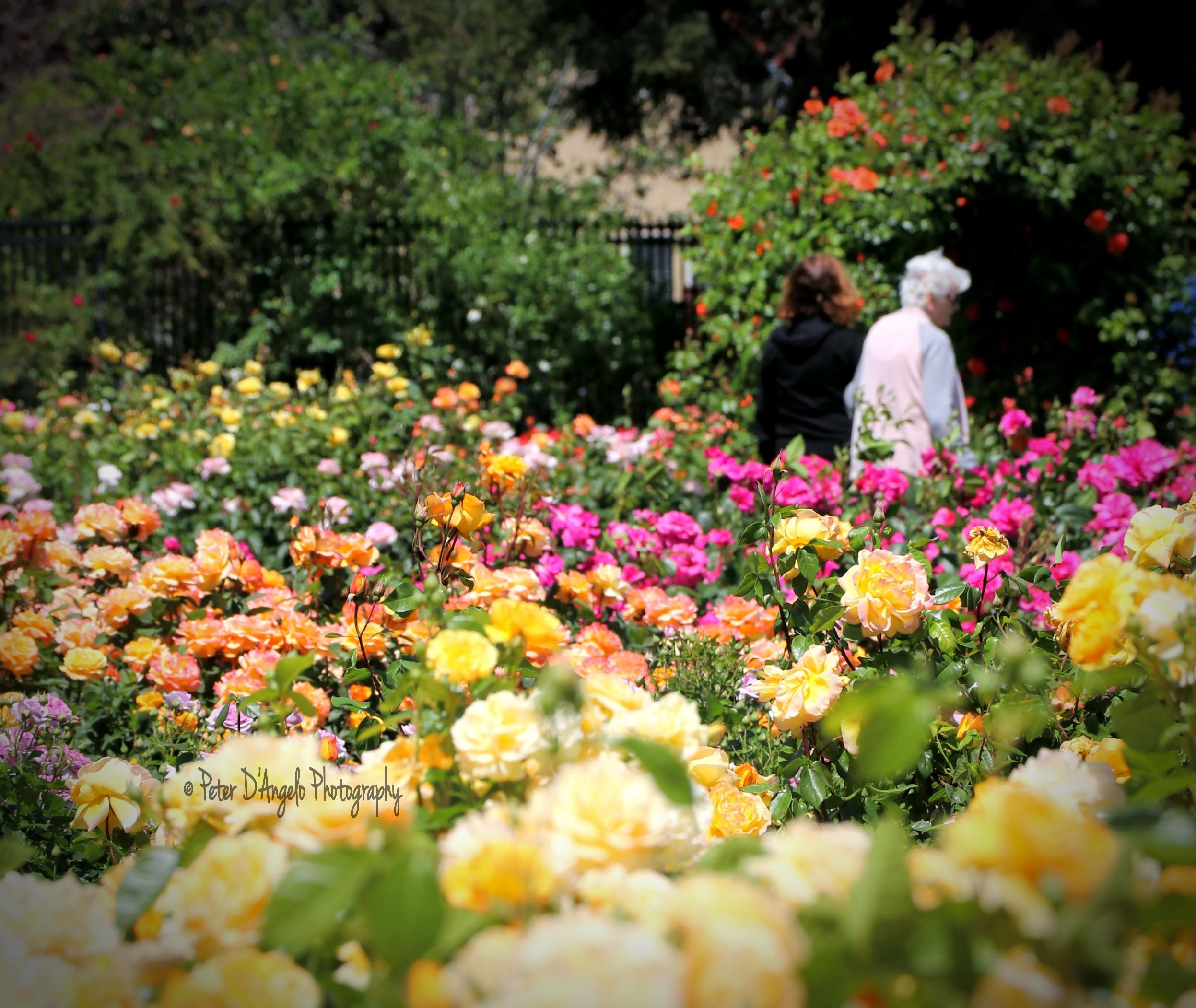 a-daughter-with-her-visiting-90-year-old-mom-this-afternoon-in-the