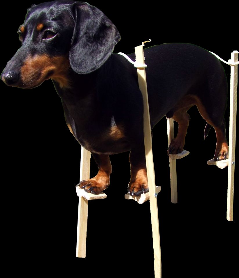A dog on a stilts Scrolller