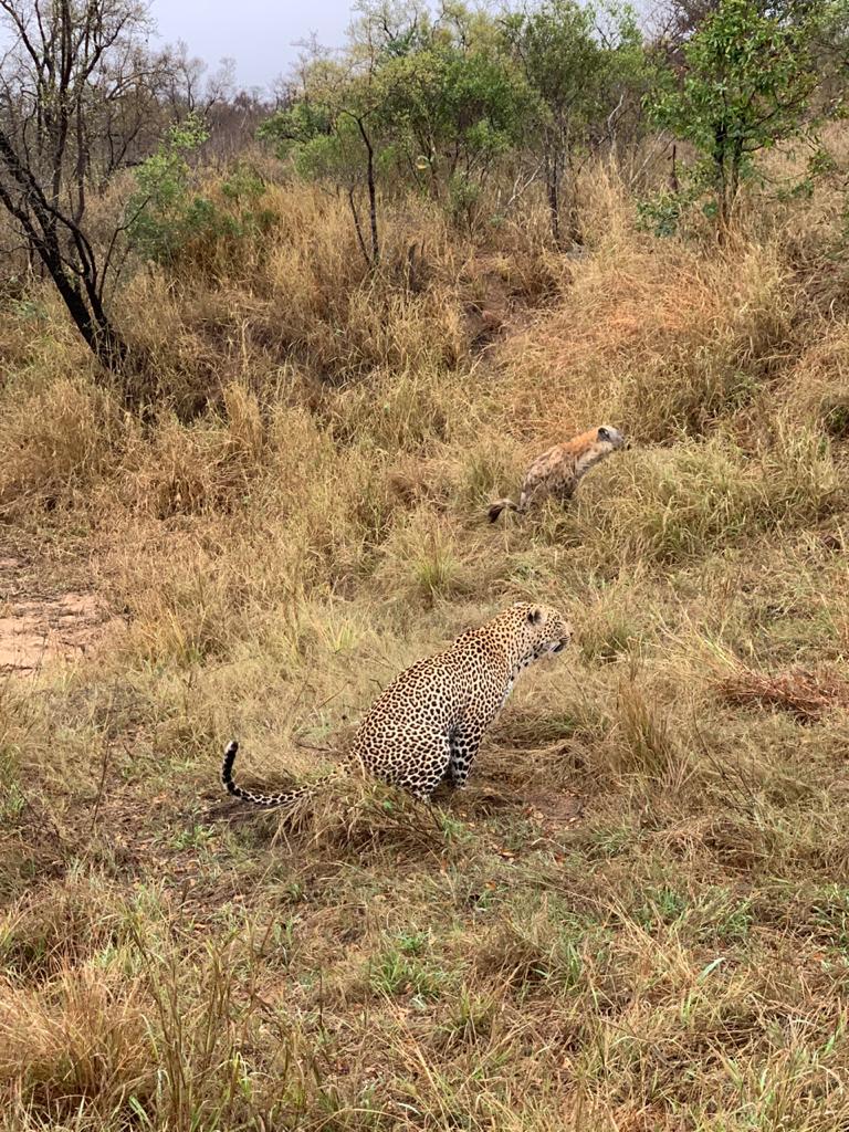 A leopard and hyena synchronized pooping. | Scrolller